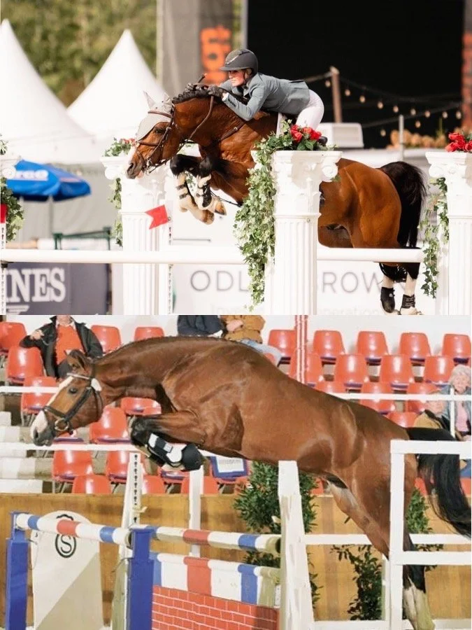 Lestat OLD and Banderas approved for breeding Hanoverian 