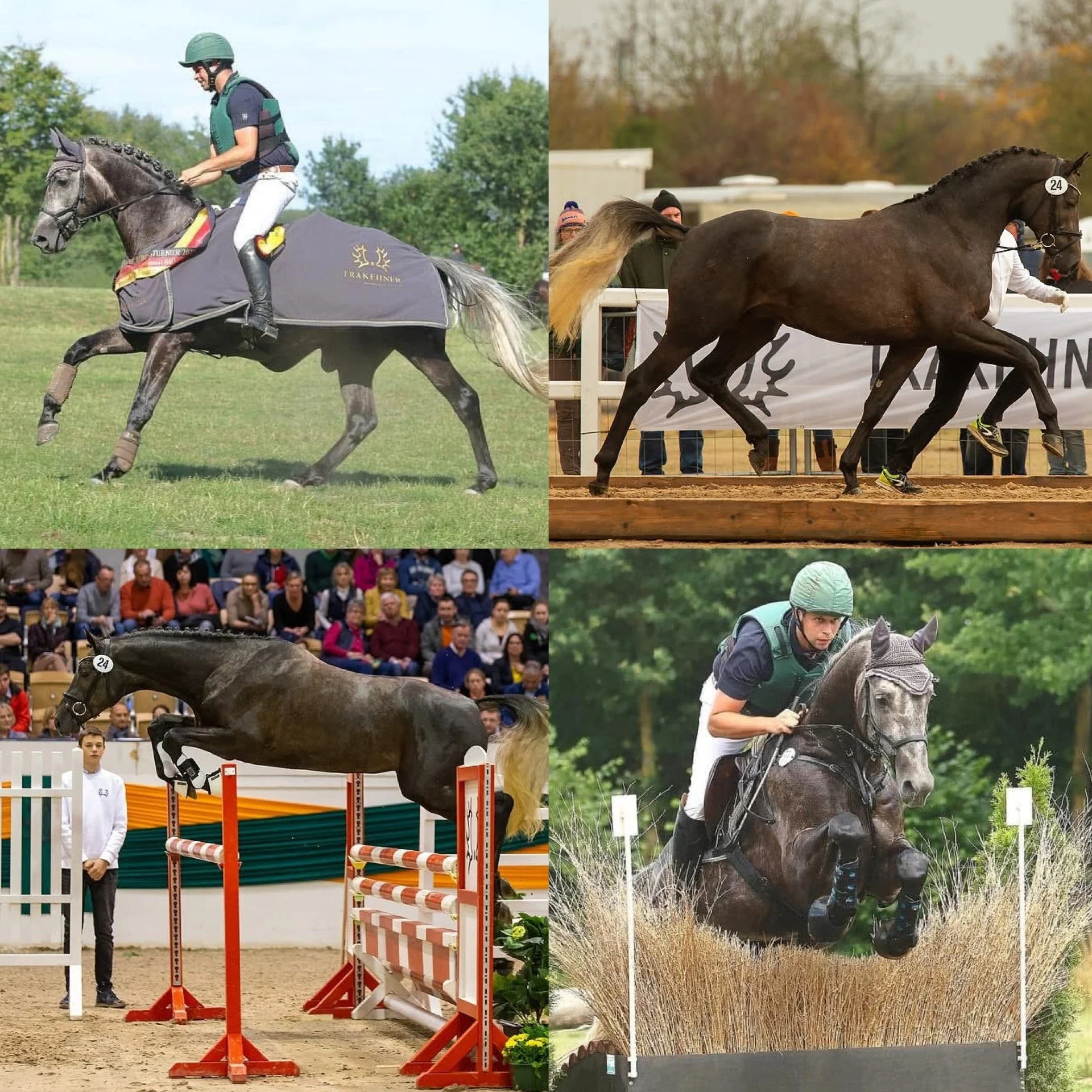 Dreamscape Farms welcomes Infinity to the stallion line up 