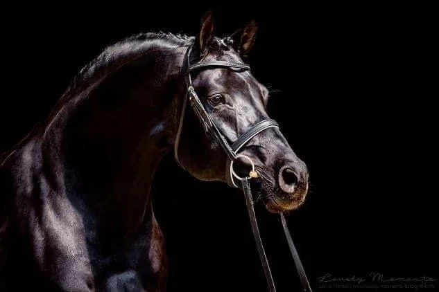 2026 Stud Fees and Nov/Dec booking discounts, **Black Friday-Cyber Monday Special**