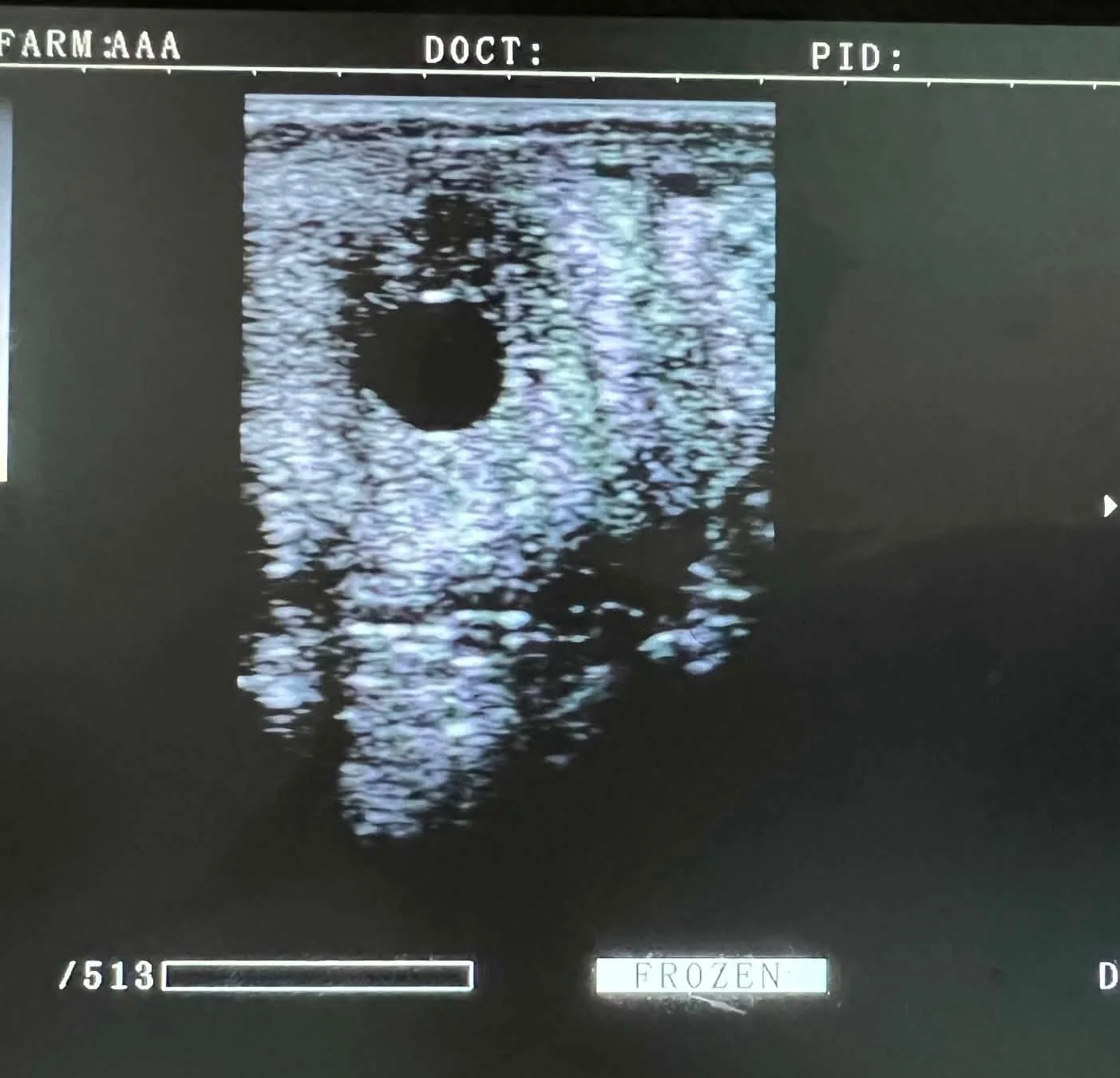 Pregnancies confirmed for new stallions Don Darco, Firestone 2000 Z and Sovereign Touch
