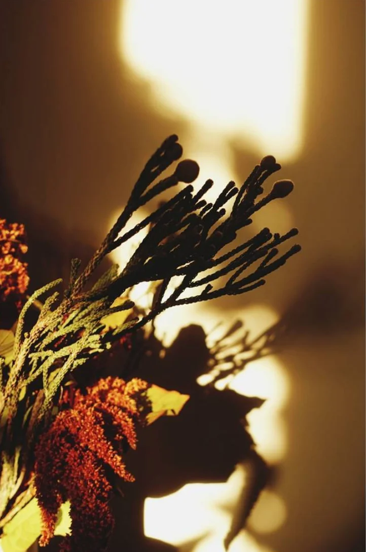 morning light.jpg