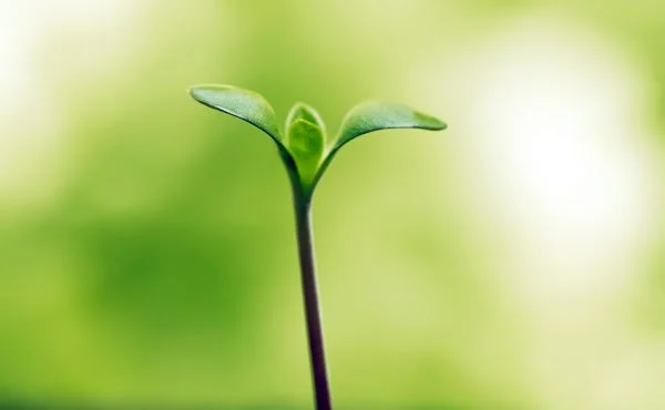 sprout.jpg