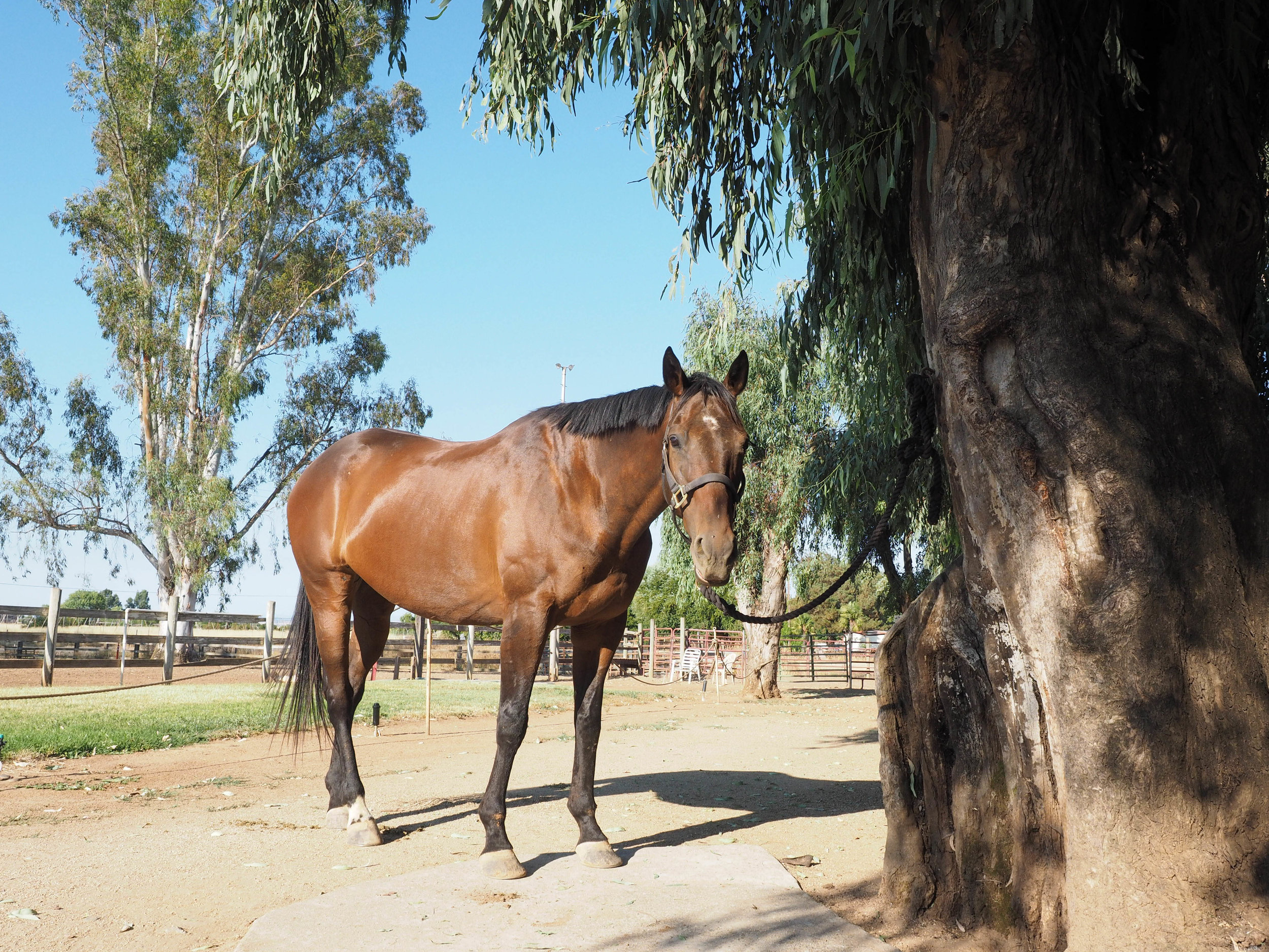 Look at his poor pastern ouchies!