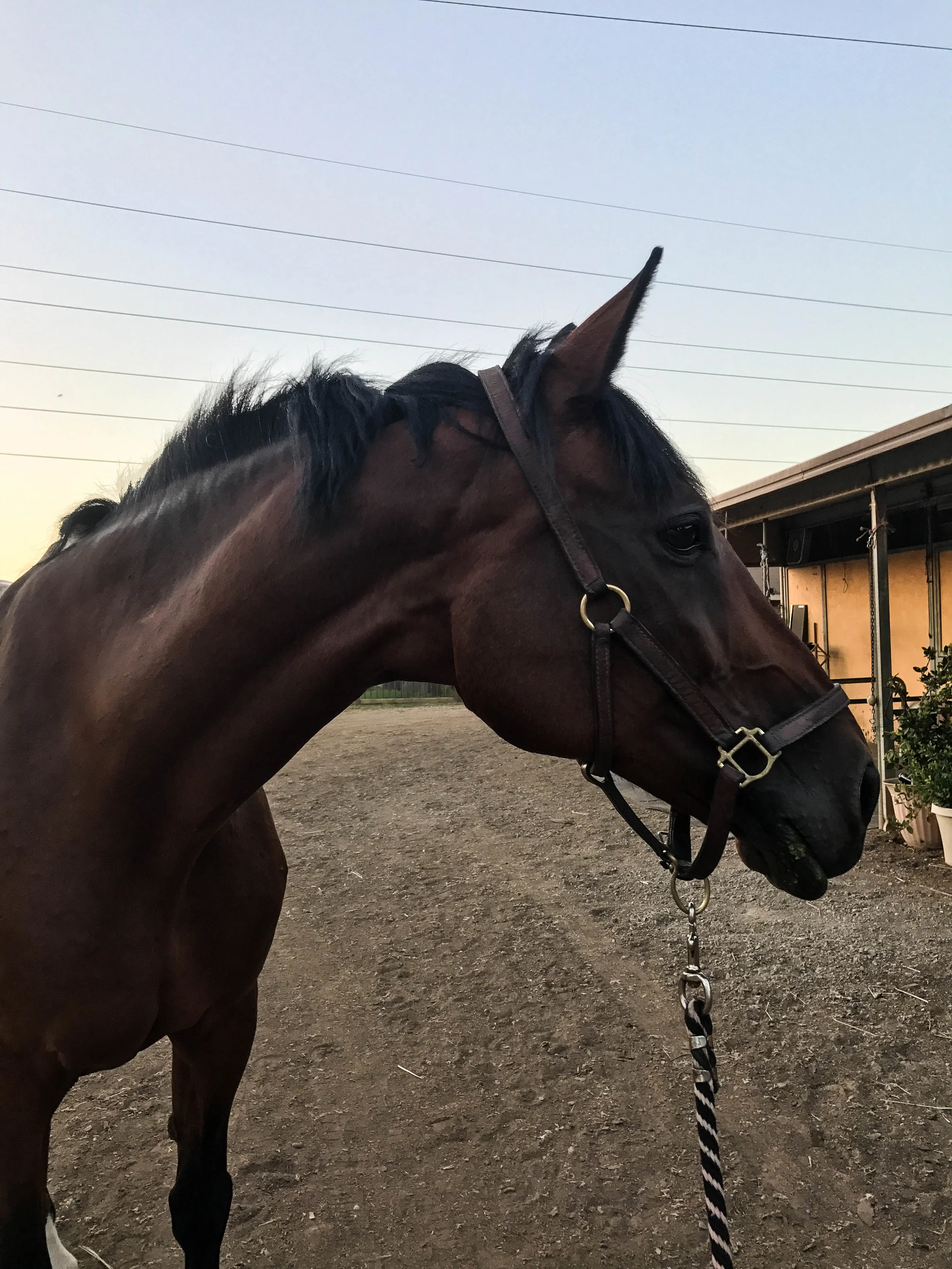 The mare I've pretty much fallen in love with. Lightweight might've started playing the lottery to afford her.