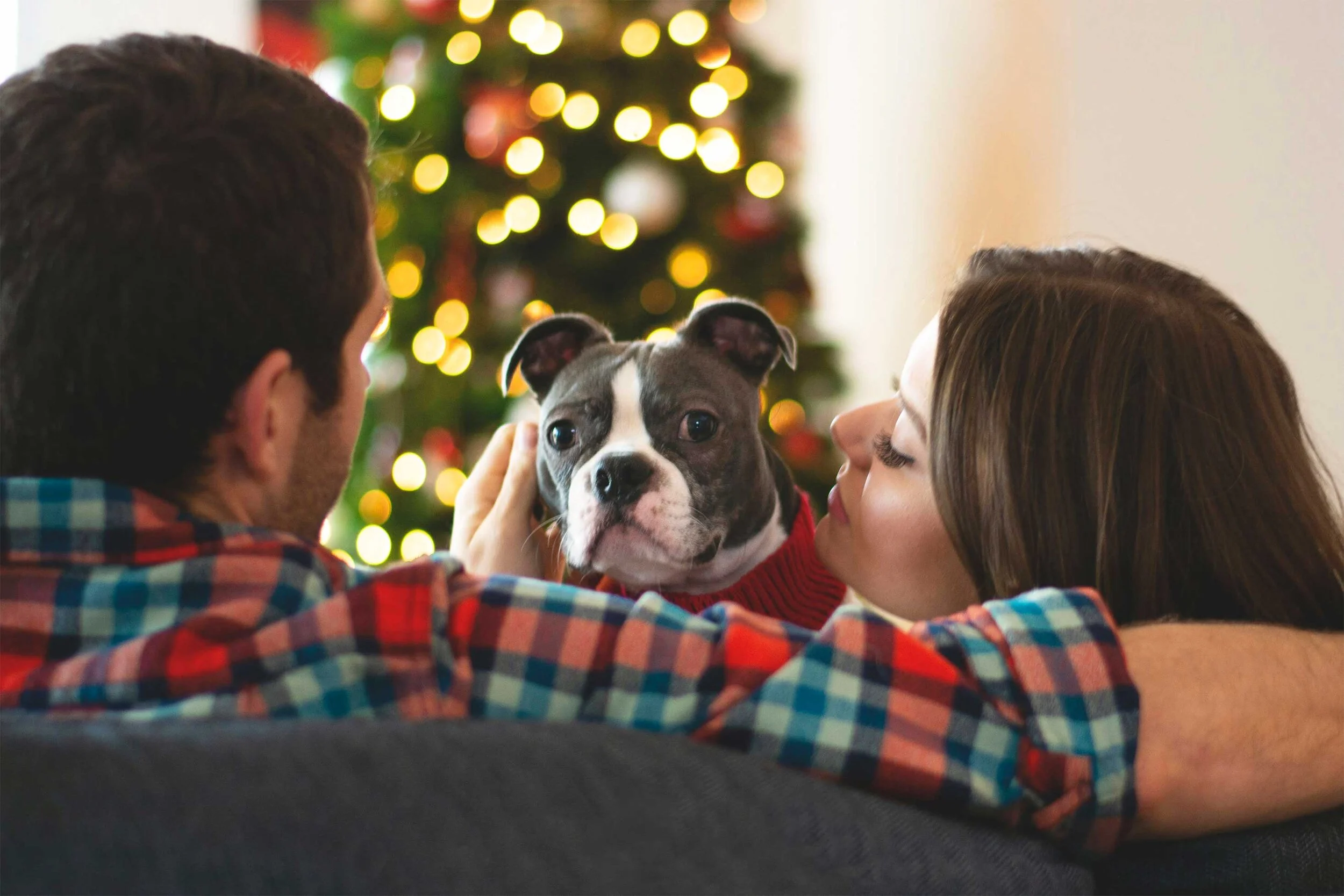 pets-2.jpg