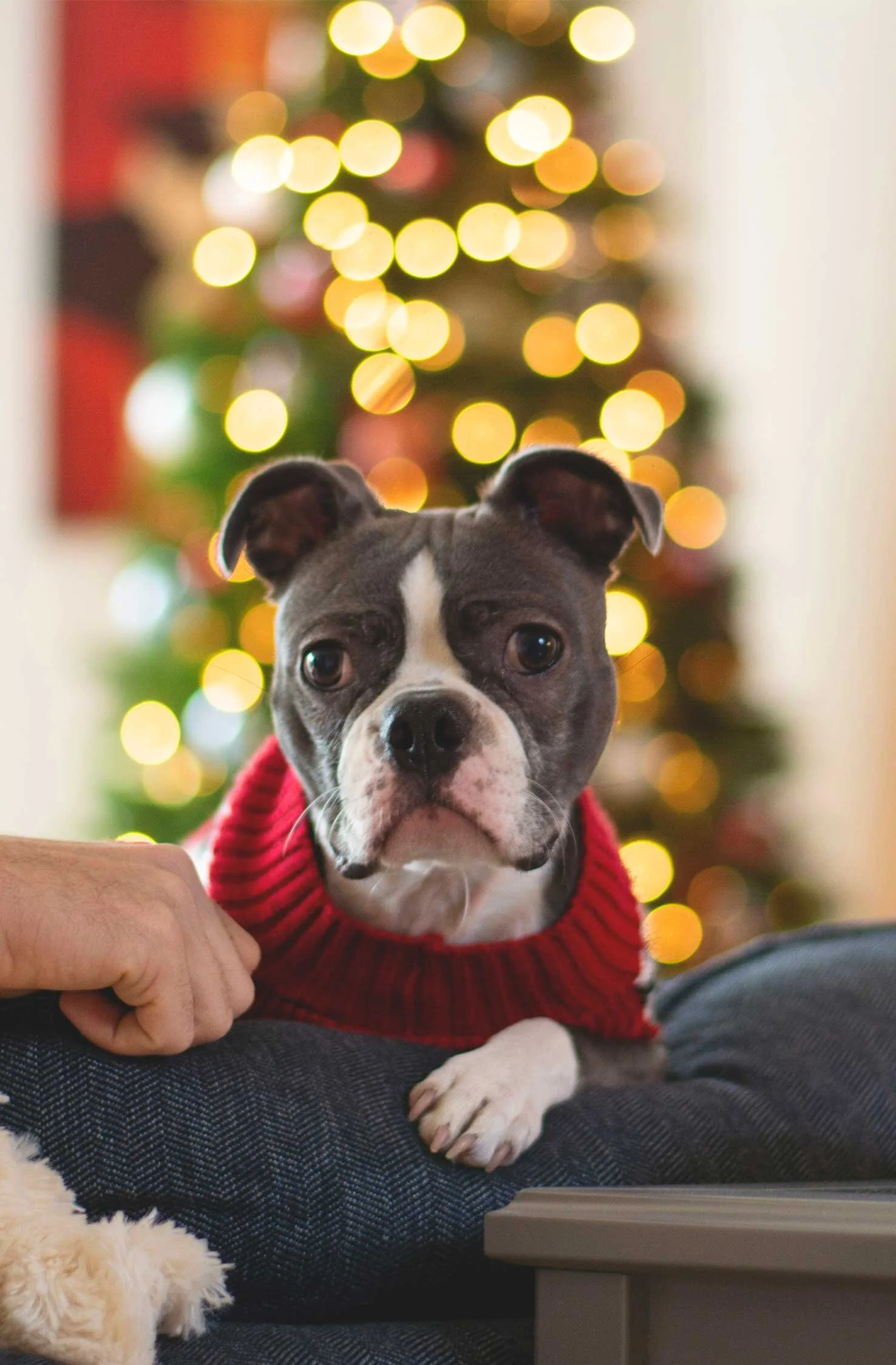 pets-a.jpg