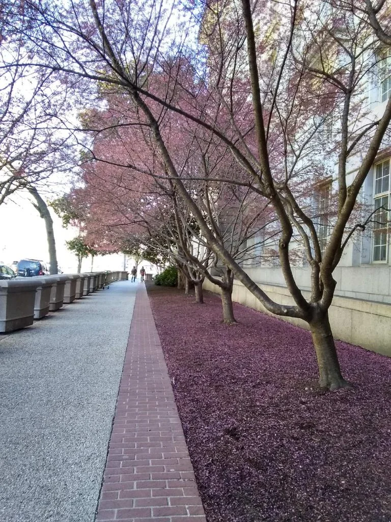 National Cherry Blossom Festival brings DC over $100 million