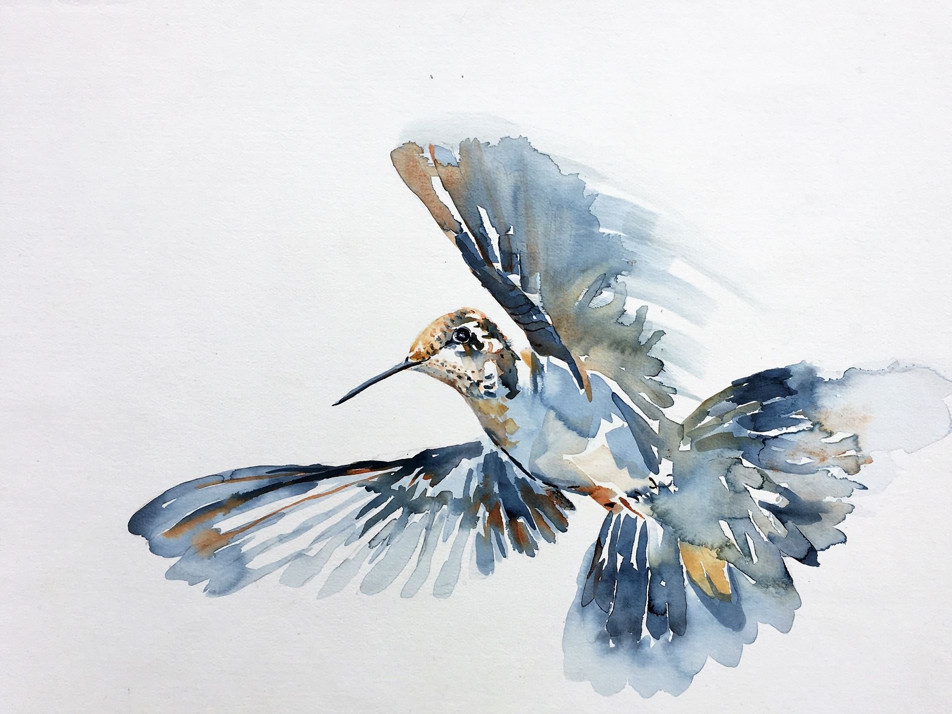 Female black chinned hummingbird