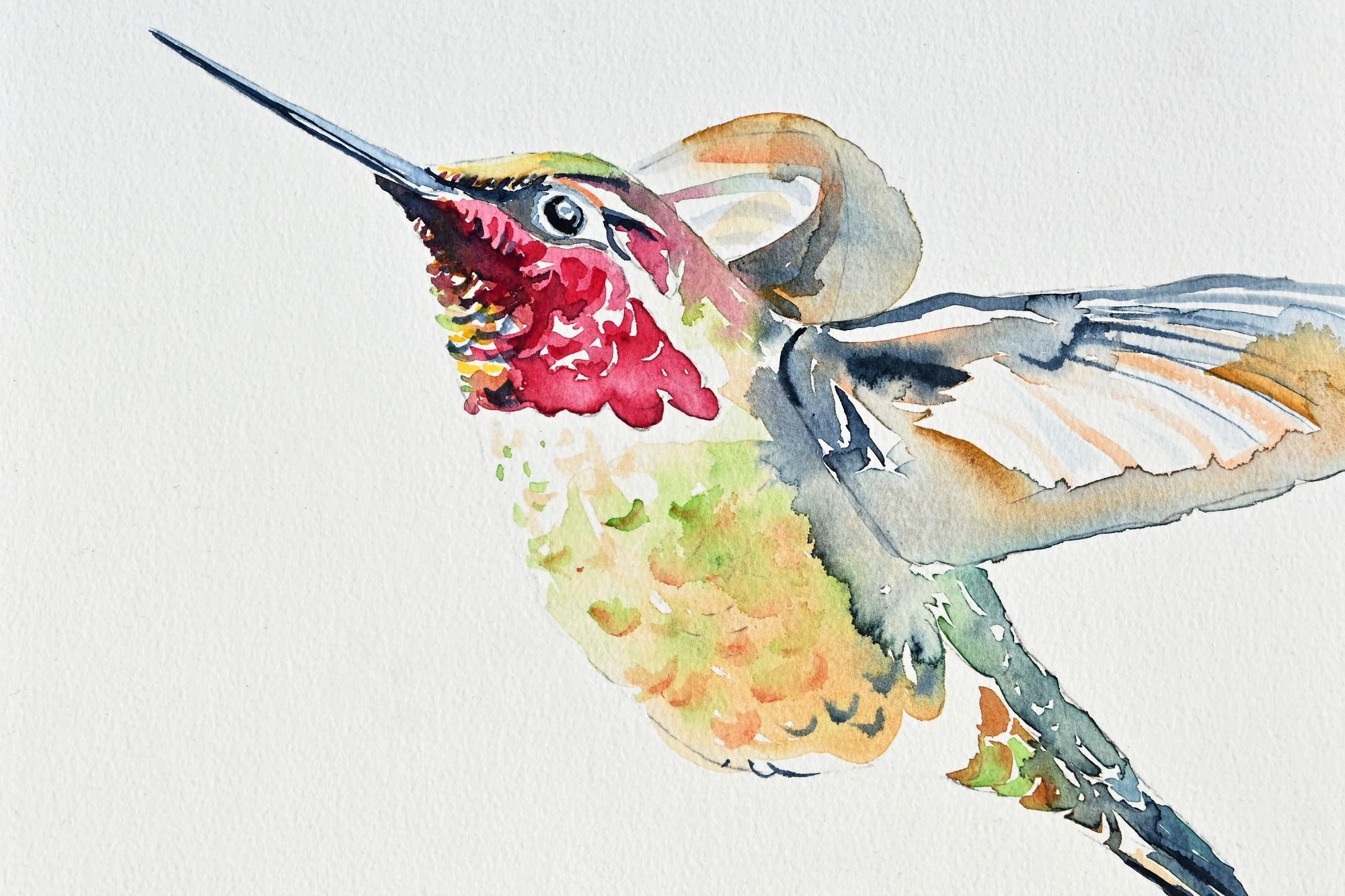 Anna's Hummingbird