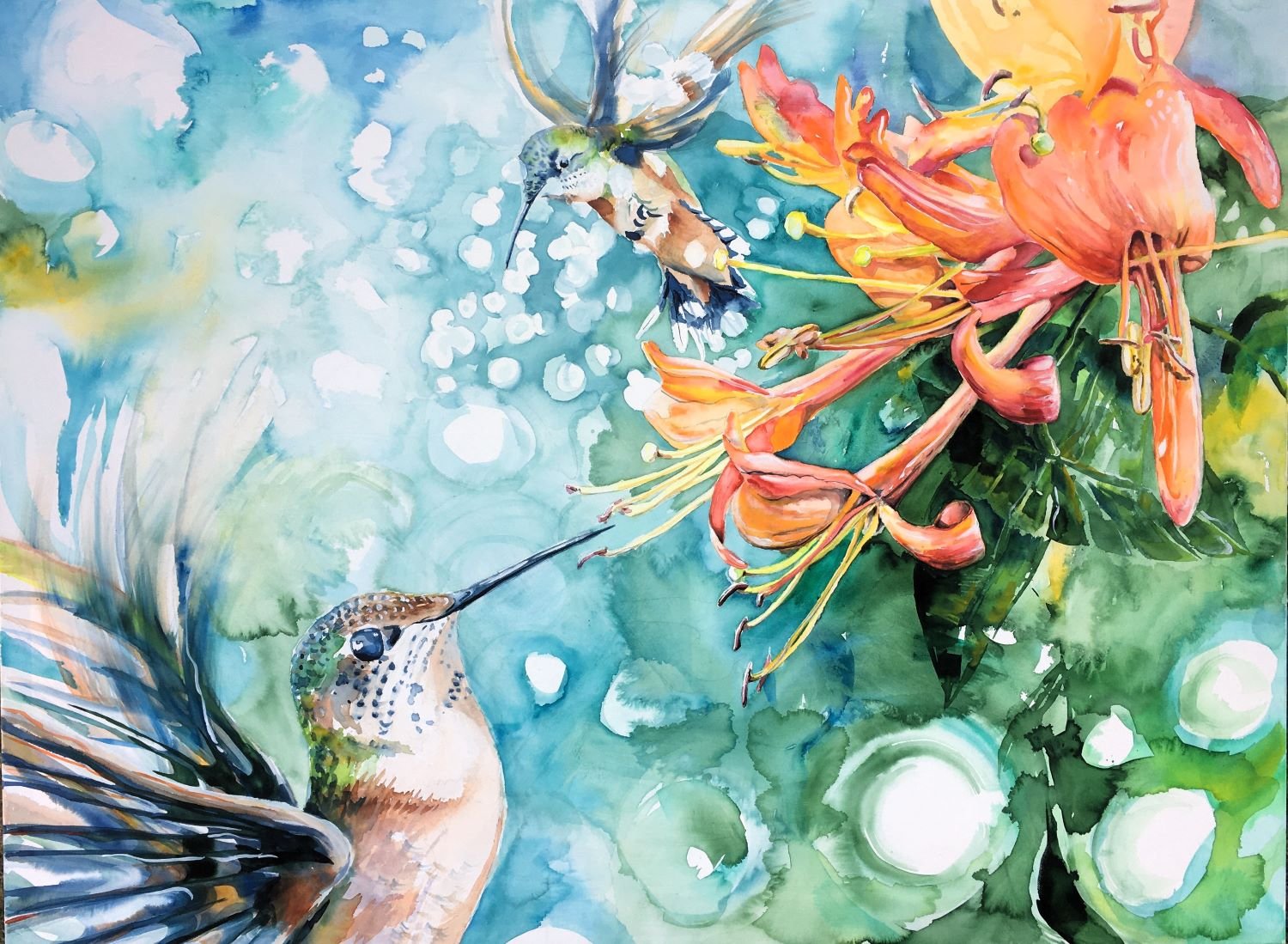 Female Calliope and the Honeysuckle