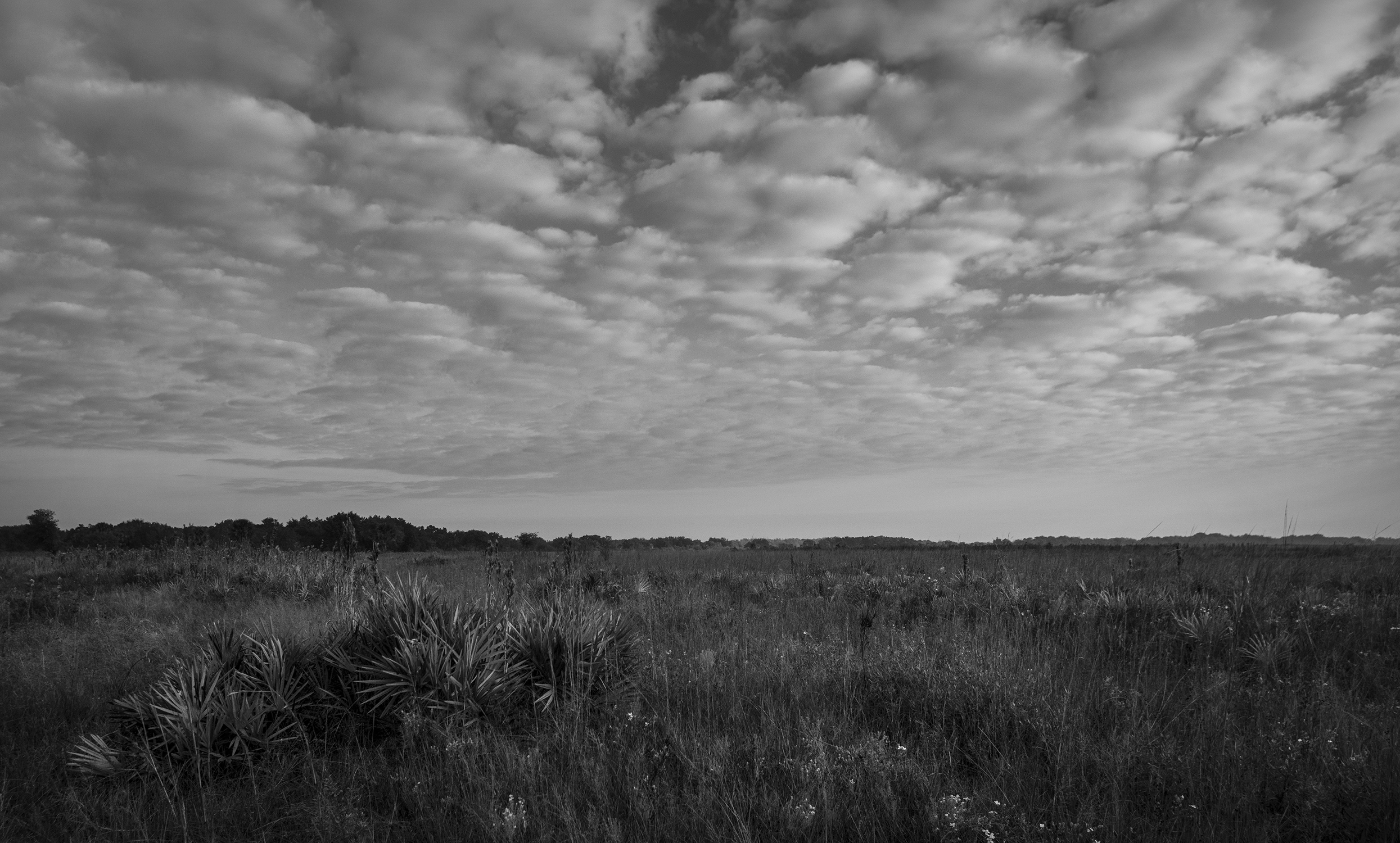 Florida dry prairie at Three Lakes Wildlife Management Area