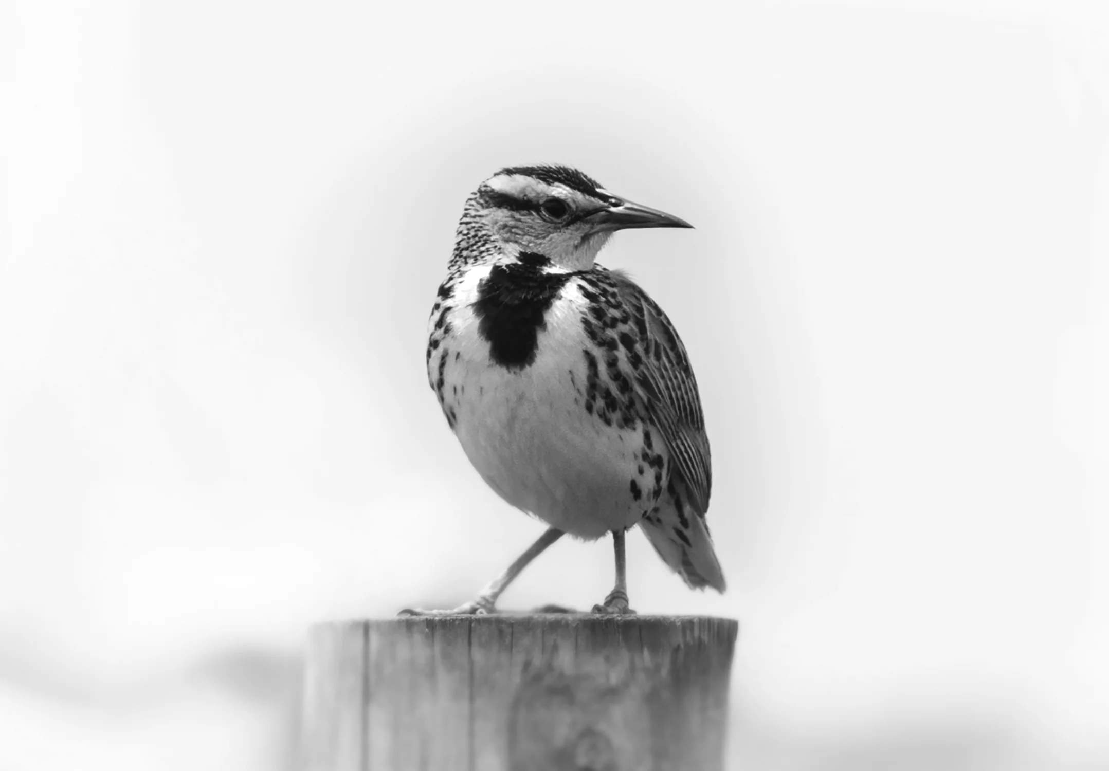 Eastern Meadowlark ( Sturnella magna )