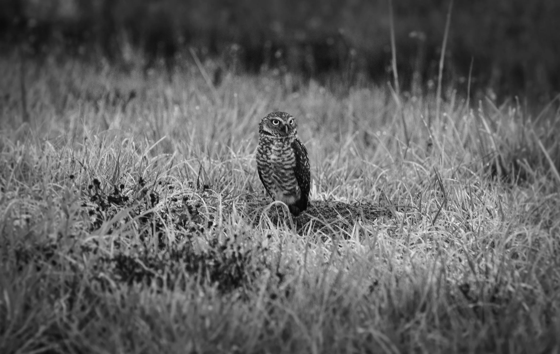 Burrowing Owl ( Athene cunicularia)