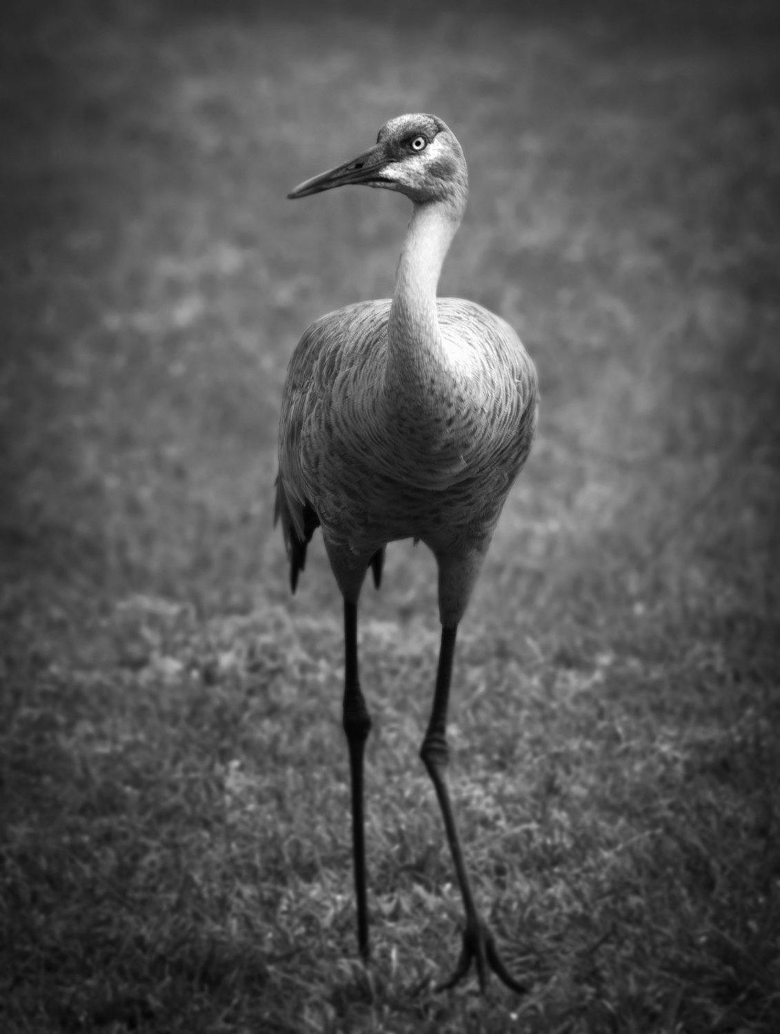 Florida Sandhill Crane ( Grus canadensis pratensis