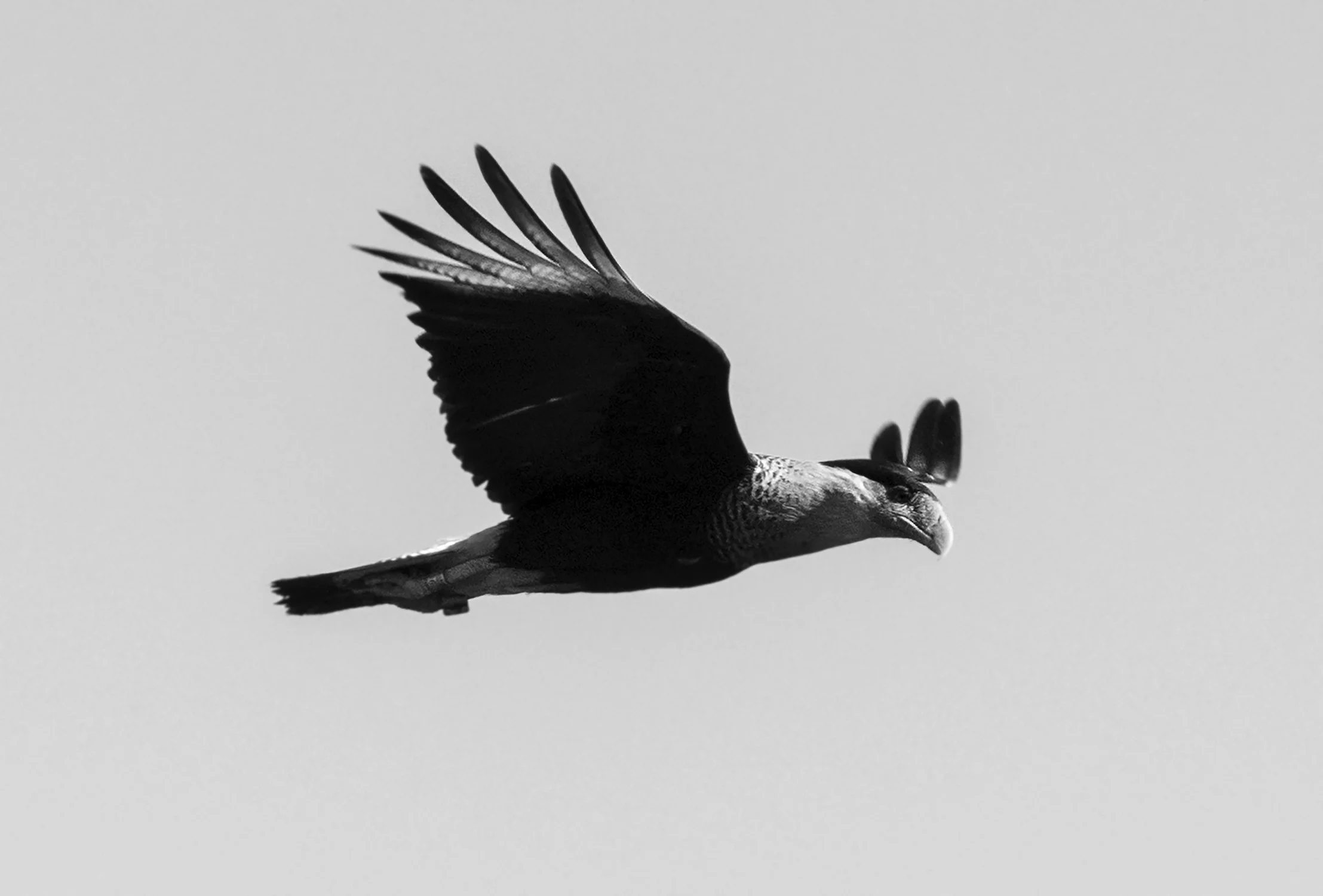 Audubon's Crested Caracara ( Polyborus plancus audubonii )