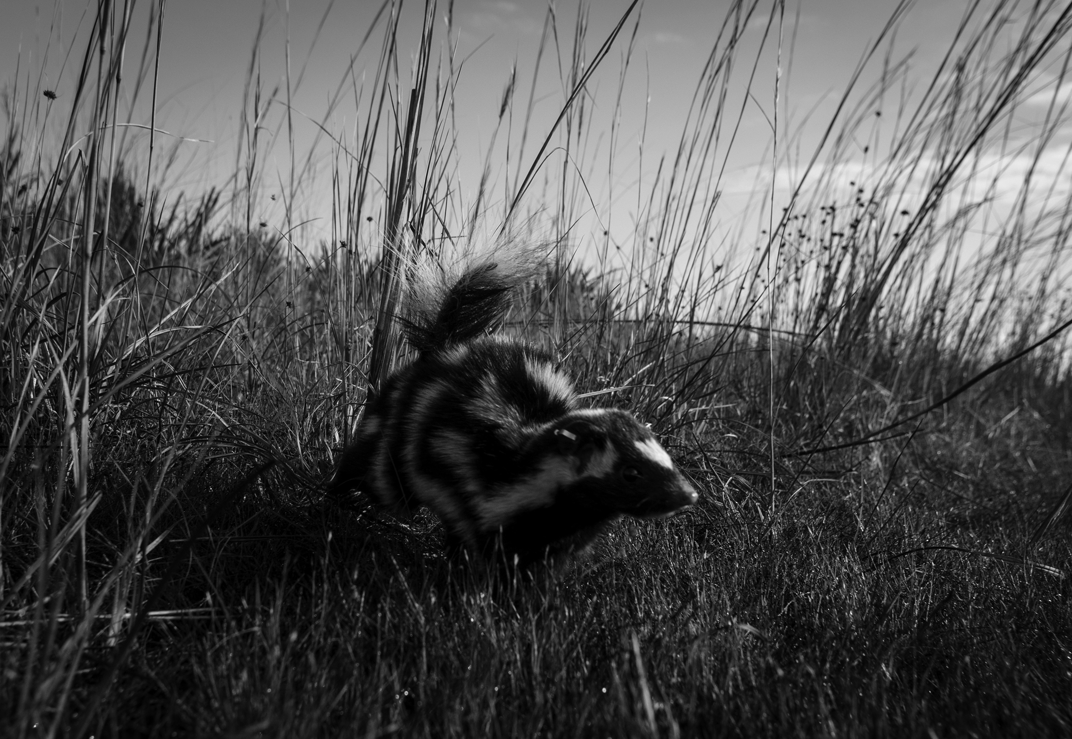 Spotted skunks are known predators of Florida Grasshopper Sparrows.