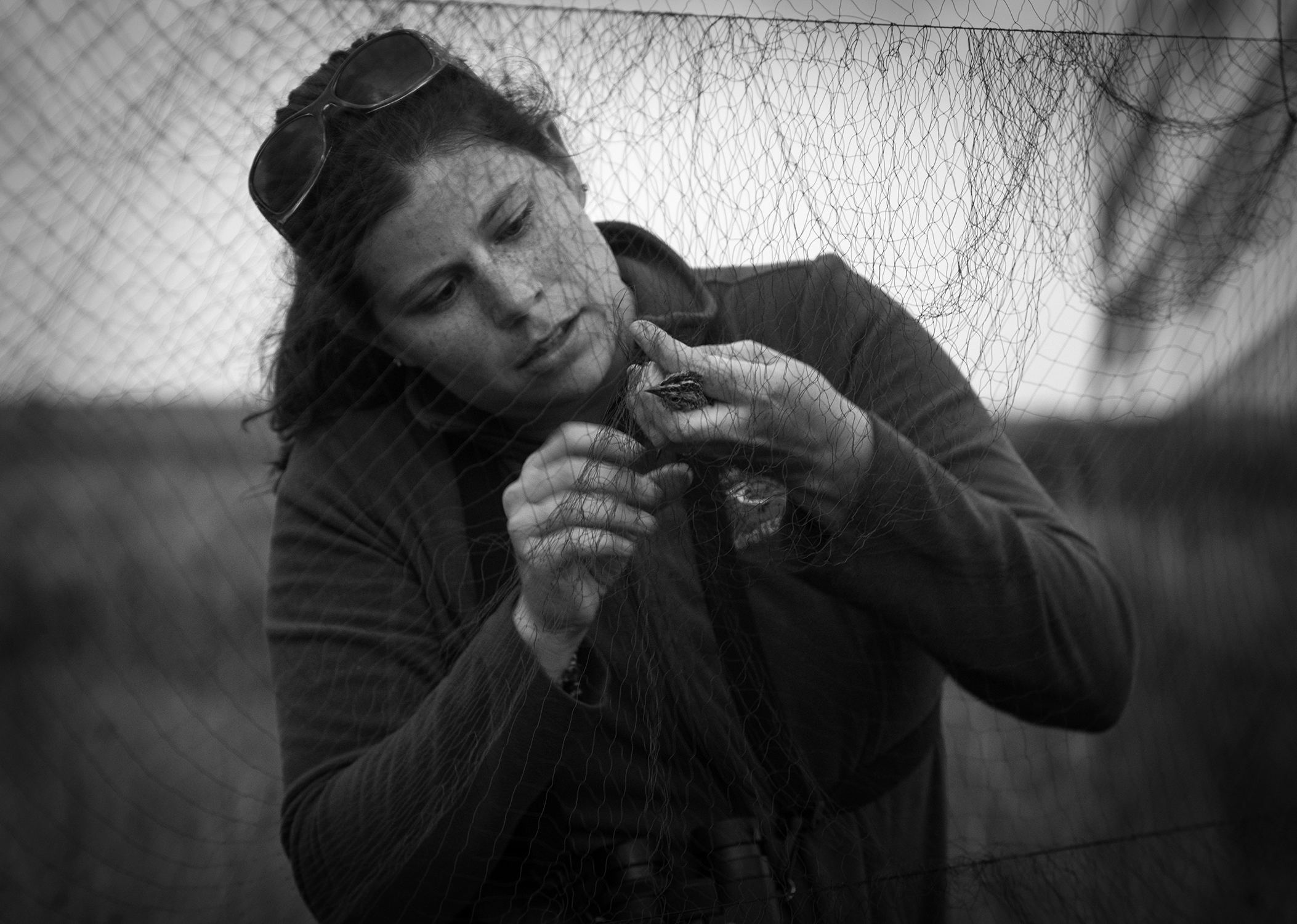 Biologist Emily Angell works at freeing the Florida Grasshopper Sparrow from the net.