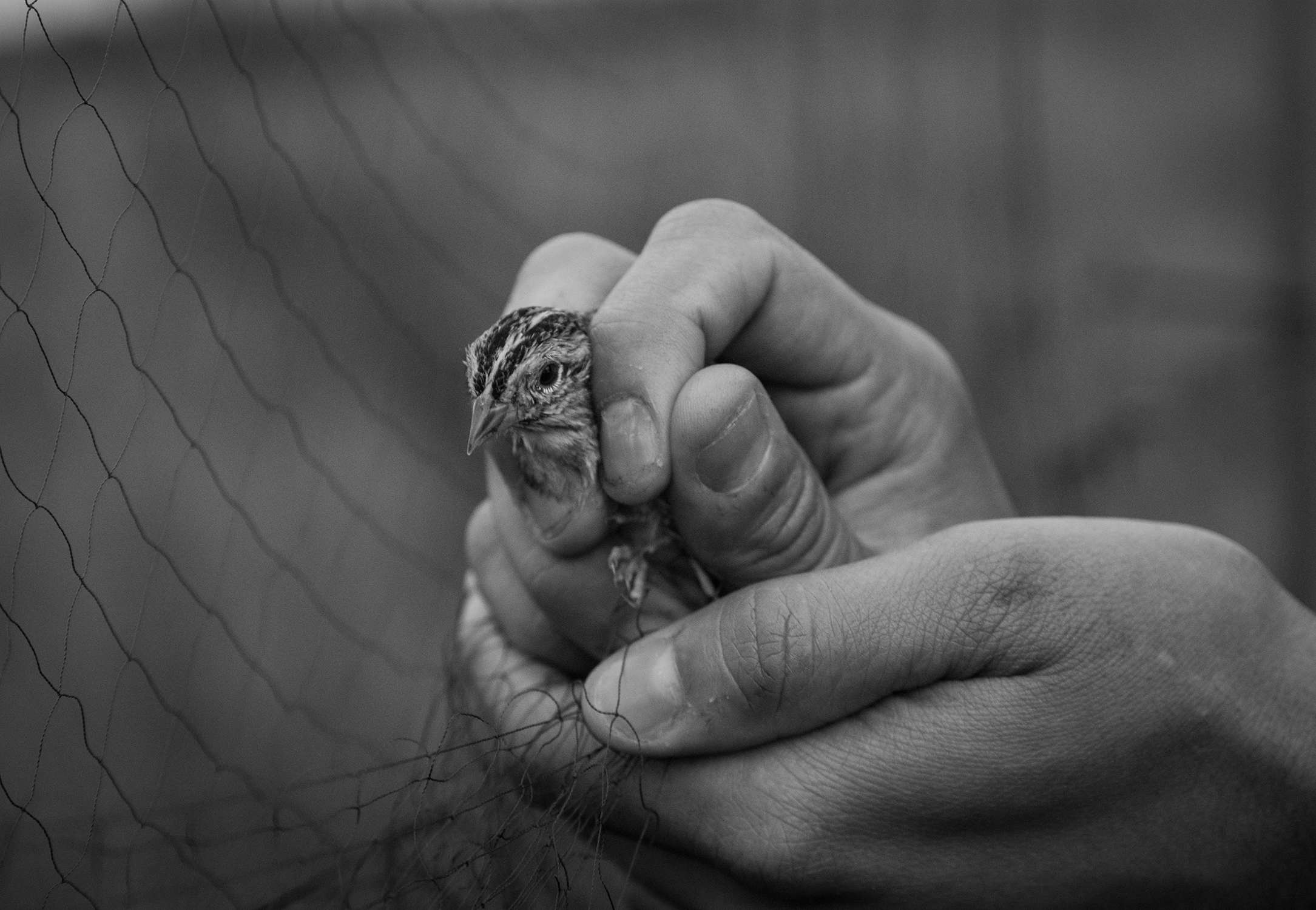 The Florida Grasshopper must be held very carefully by a trained specialist.