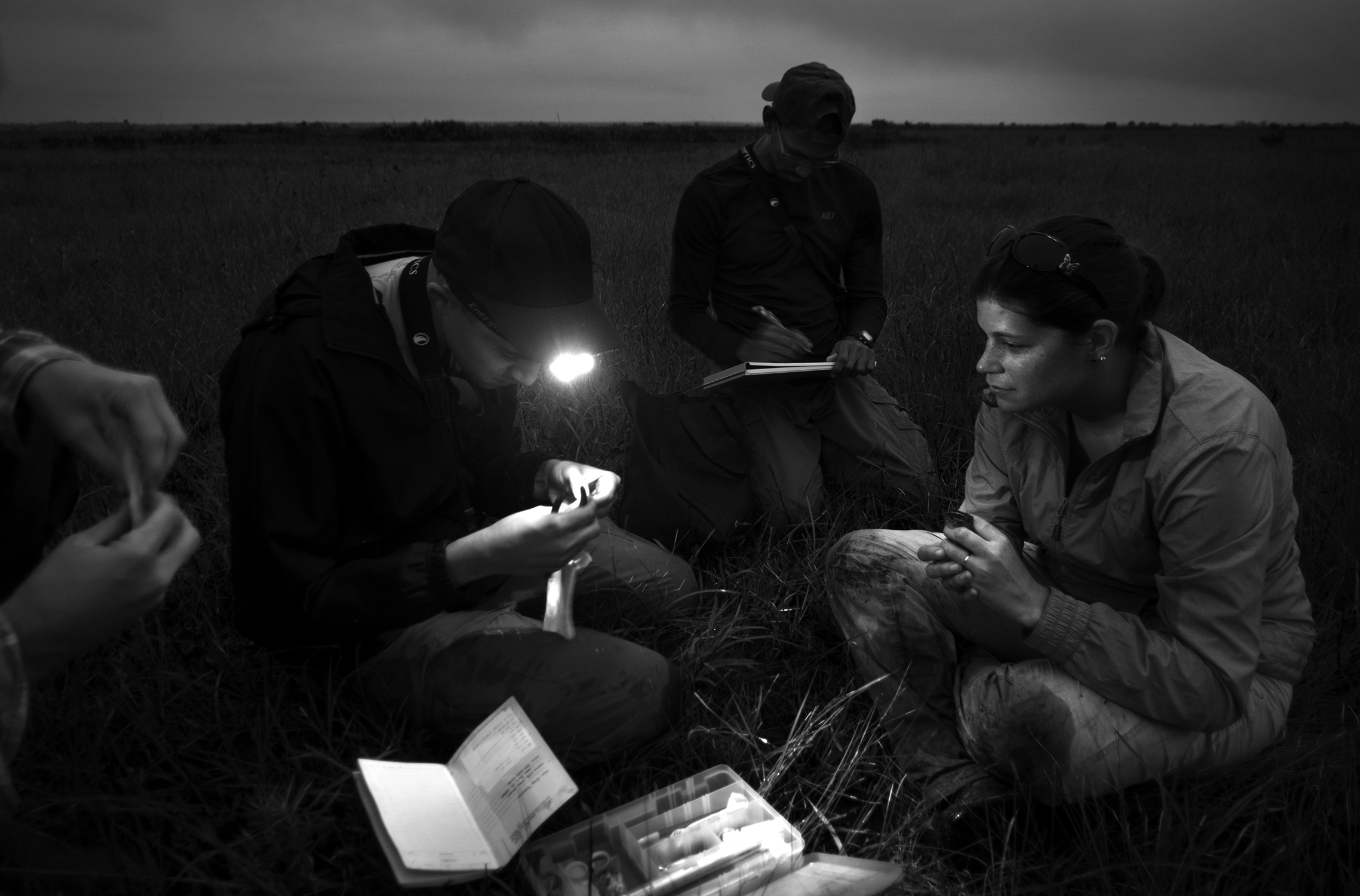 Headlamps are often needed when taking measurements. Stephen Mugel (hands), Greg Thomspon, Marcel Villar, and Emily Angell work as a team in the early dawn light.
