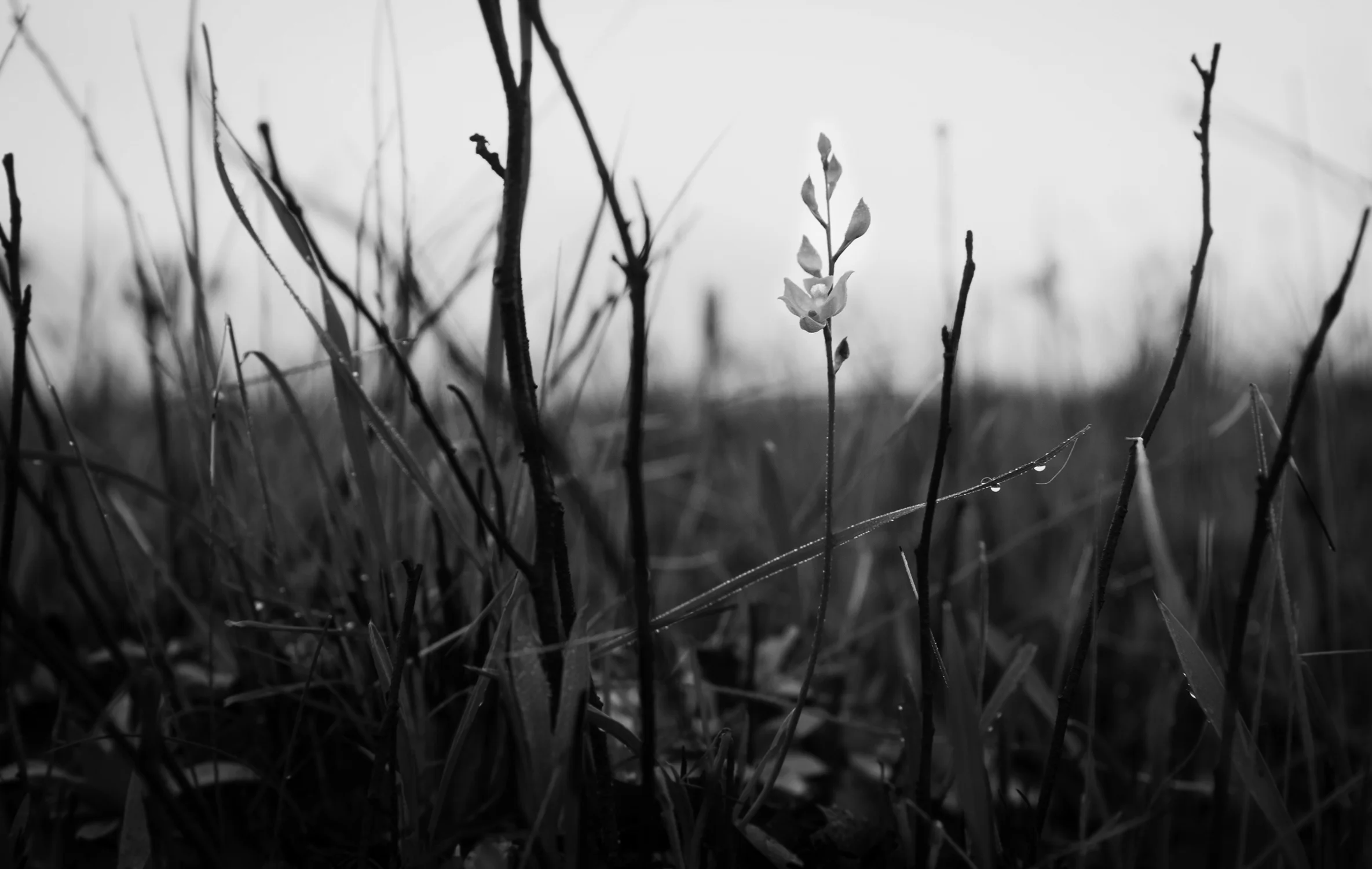 Just weeks after a prescribed fire at a Florida Grasshapper Sparrow site, green grass was growing and flowers blooming. 