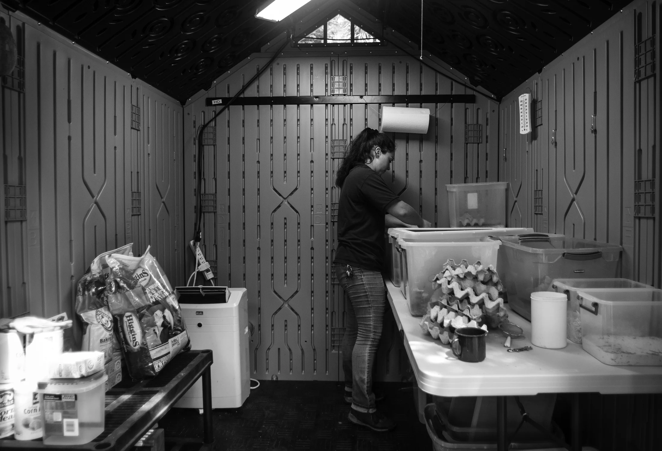 Resident Animal Care Specialist, Stephanie Howard prepares a meal of crickets for Florida Grasshopper Sparrows.