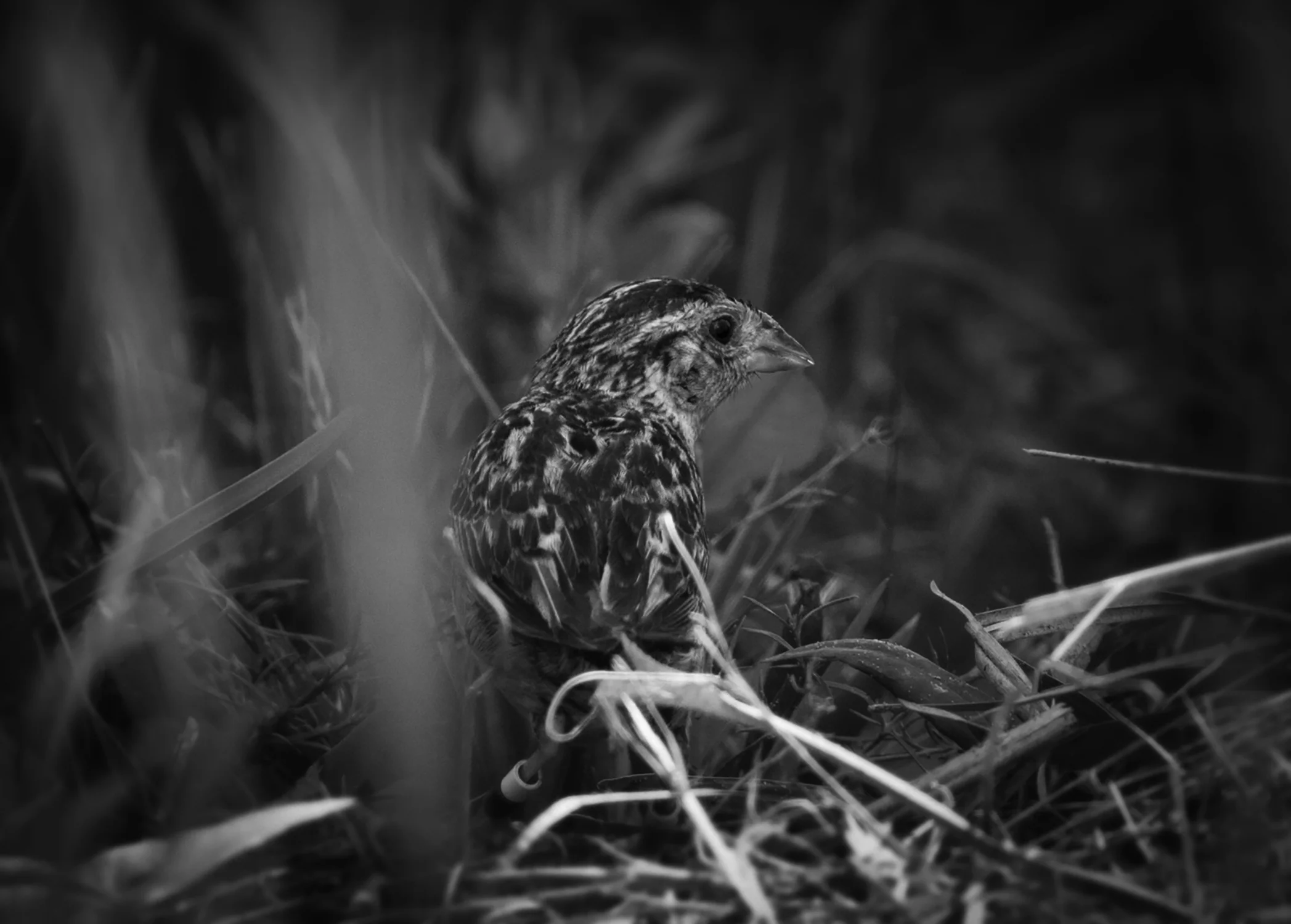 A Florida Grasshopper Sparrow in the breeding program at White Oak Conservation Foundation.