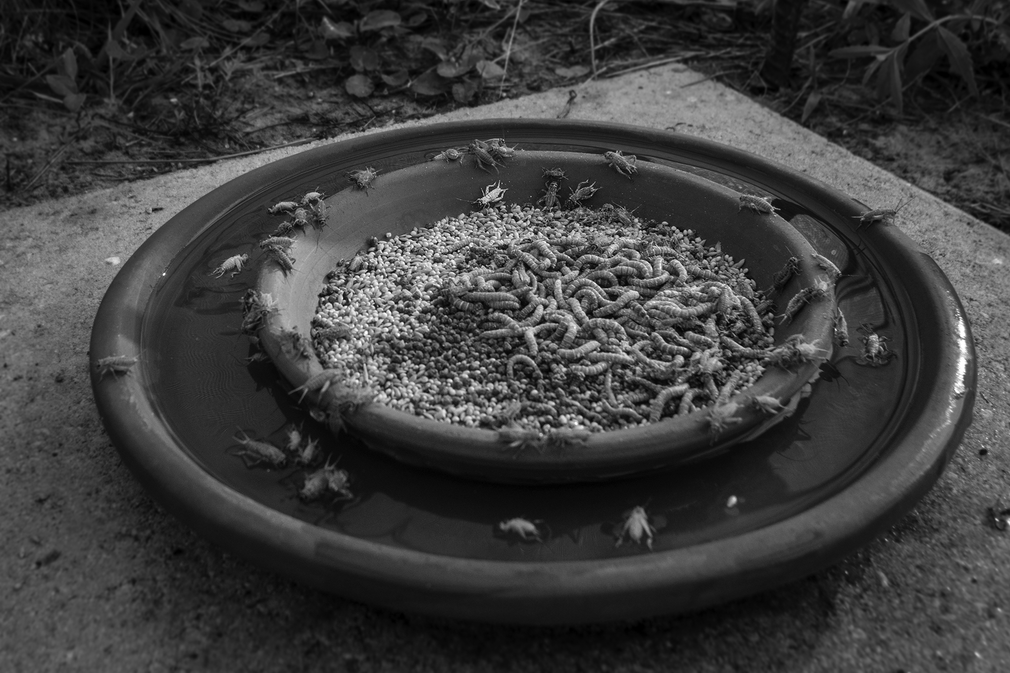 White Oak's sparrow enclosure is outside, so they use an outer bowl of water to keep ants from getting to the birds' food.