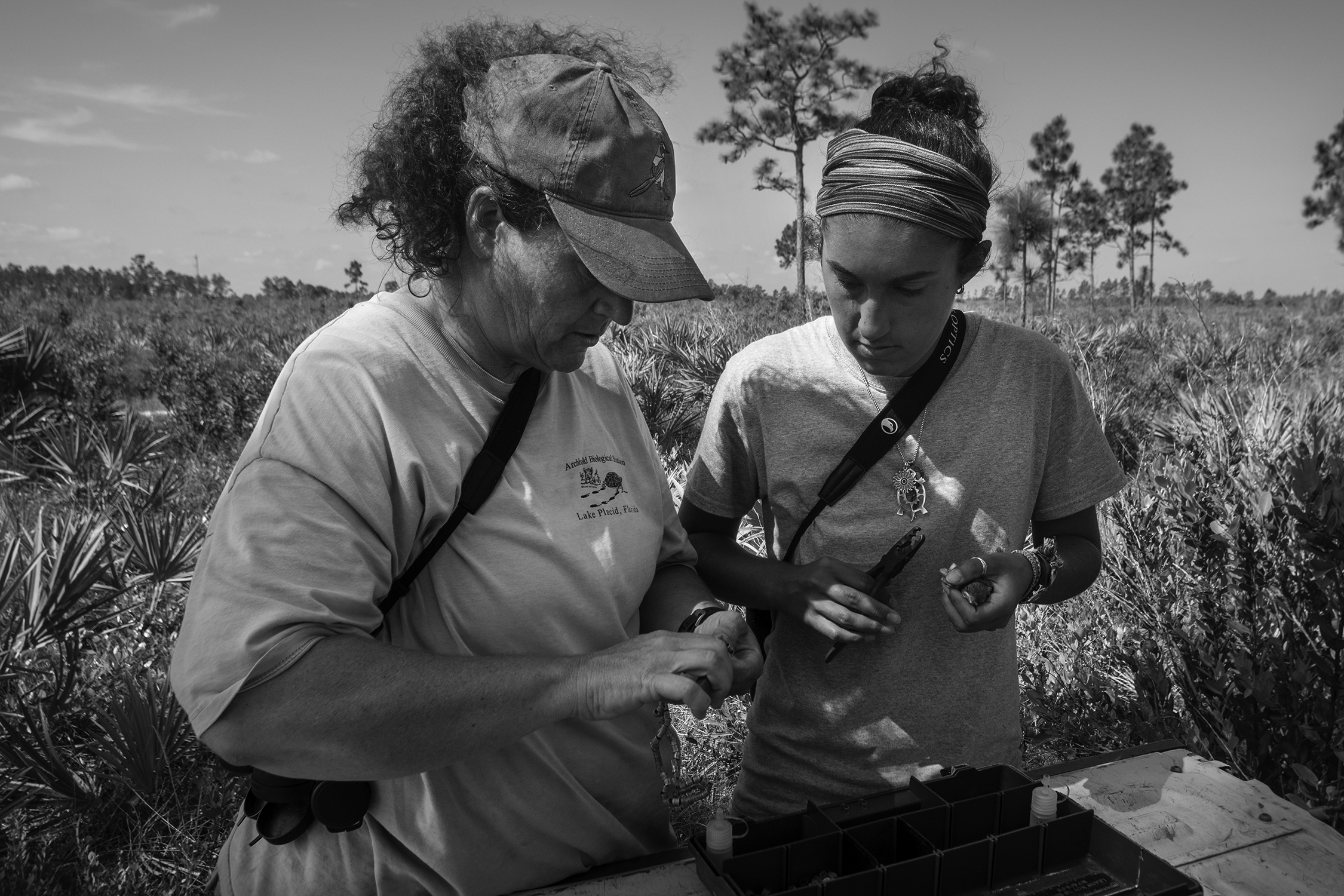 Michelle and her assistant Mikayla Thistle put bands on the birds, draw blood, and take other measurements. After banding, the birds will be immediatley returned to their nests.