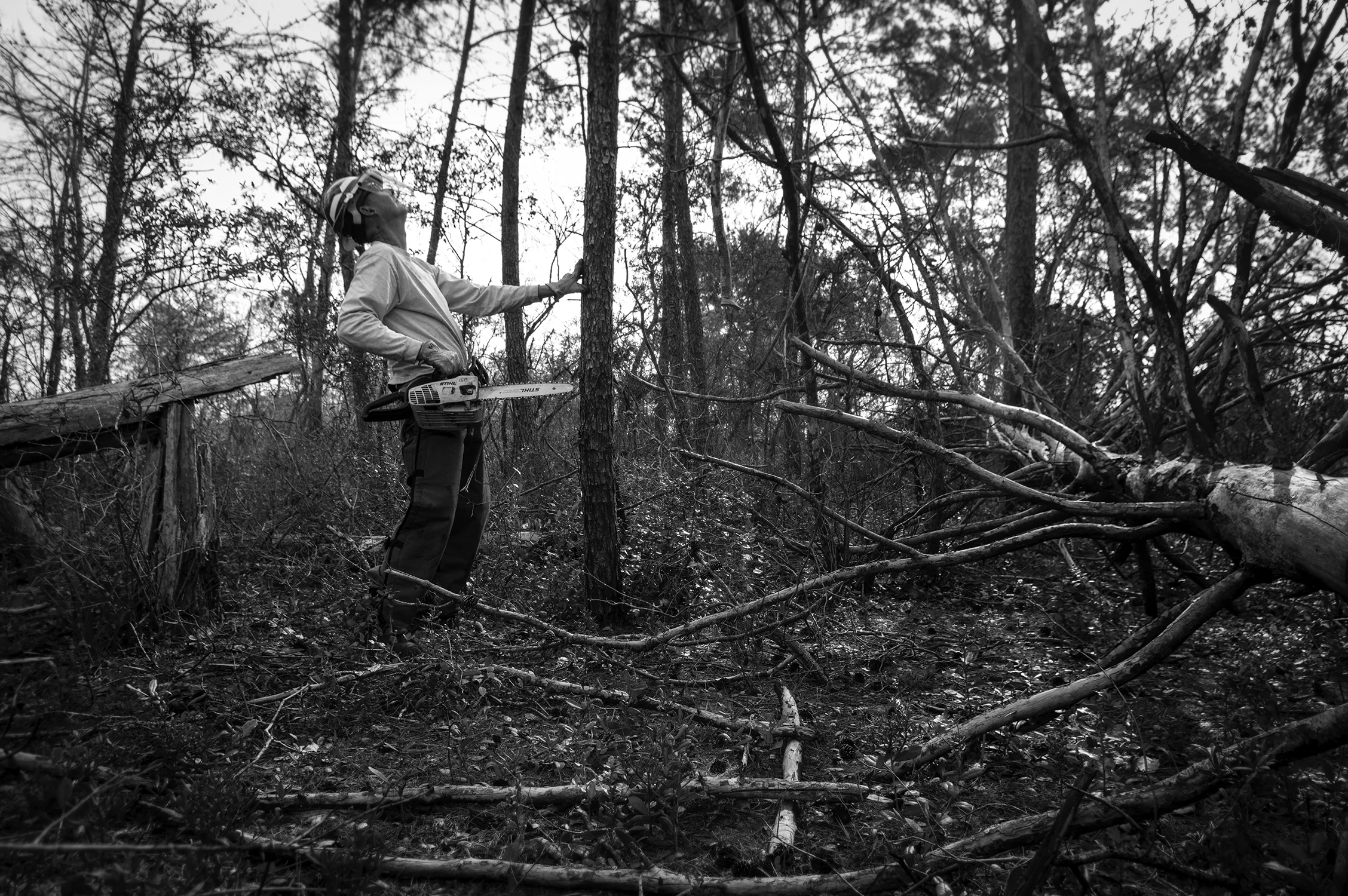 Bill Parken leads the Ridge Rangers. He is deciding on the best direction to fell the tree.