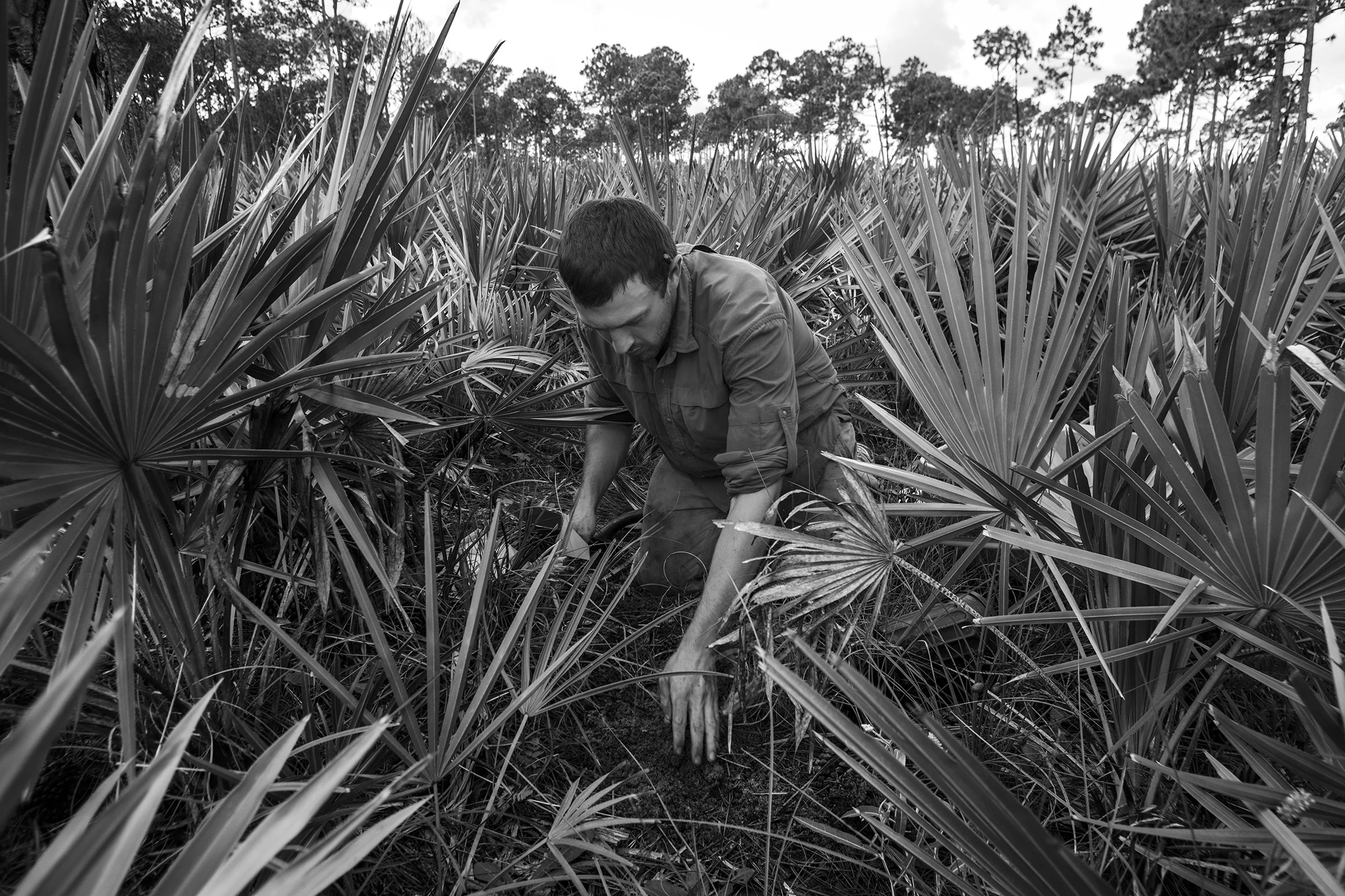 One of Michael's test plants is added to a patch of soil amdst a sea of Saw Palmetto.