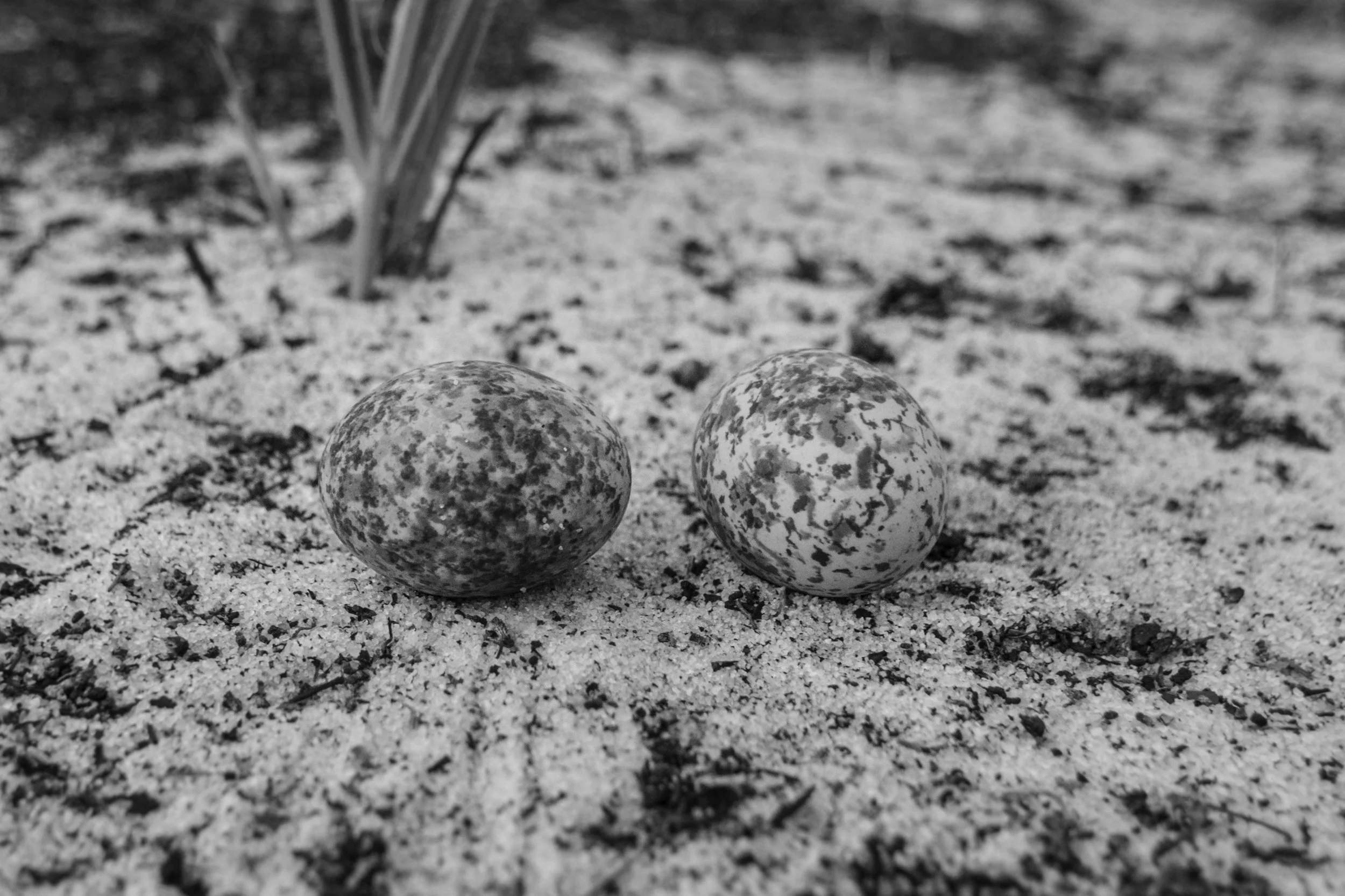 Common Nighthawks lay their eggs on bare sand. Although we saw quite a few Common Nighthhawks on the evening I helped out, the researchers were unsuccessful in catching any that night. The birds flew close to the nets, but were able to maneuver out of the way before getting caught. 