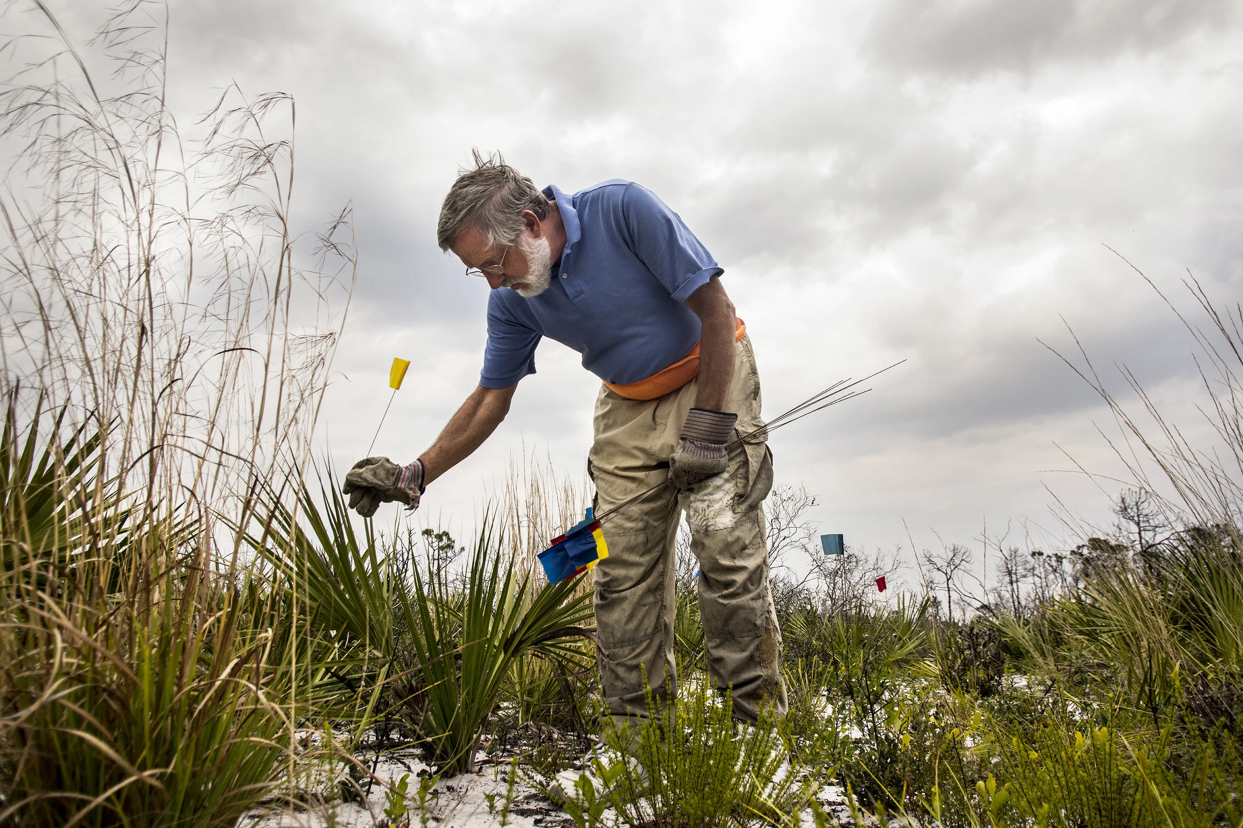 Dissecting "Spiders in the Sand"