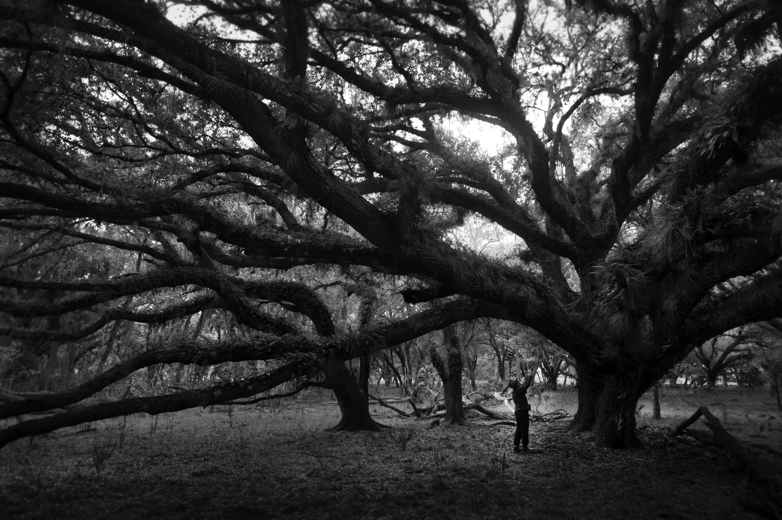 Artist in the Oaks