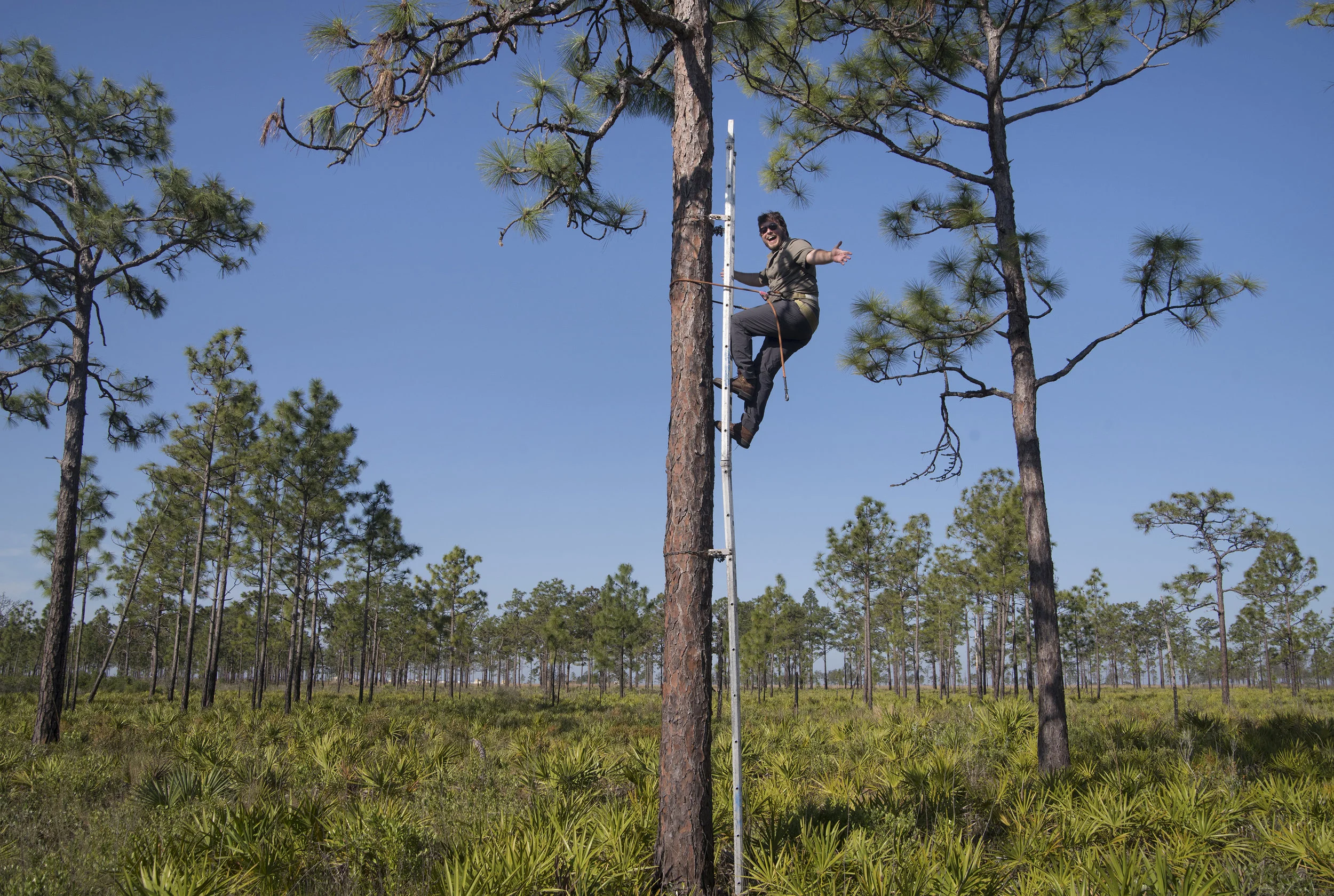 Up a Tree