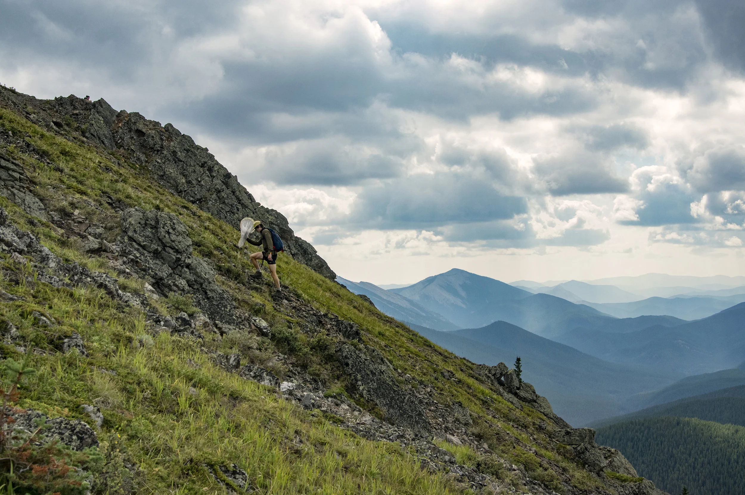 Undergraduate researcher Sean Bishop treks through a steep alpine meadow during survey work for rare butterflies on Jumpingpound Mountain in Alberta, Canada. The mountain is named for a nearby site once used as a buffalo jump by the Blackfoot First Nations.