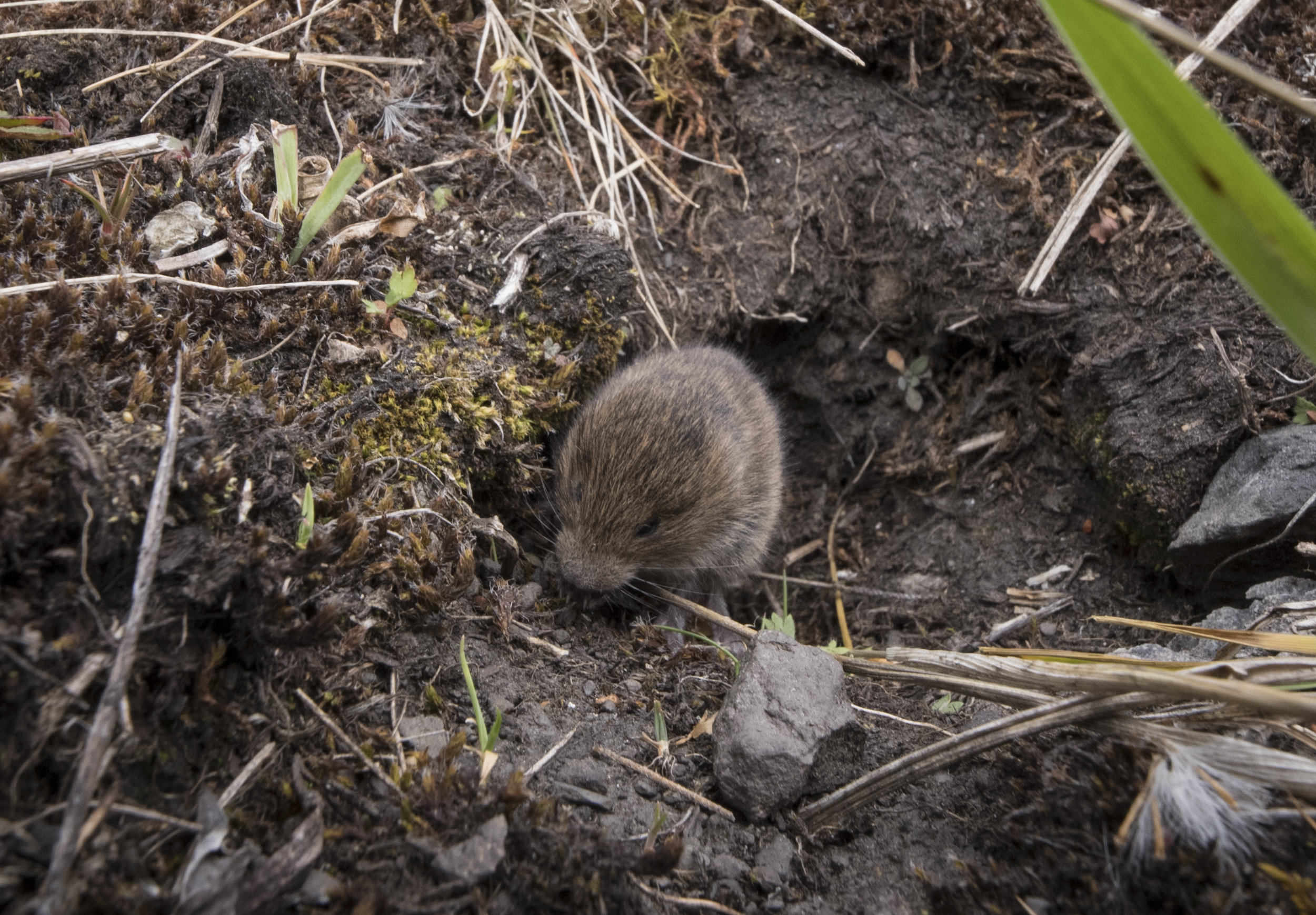Not a butterfly, but this little critter and its partner were so darned cute.