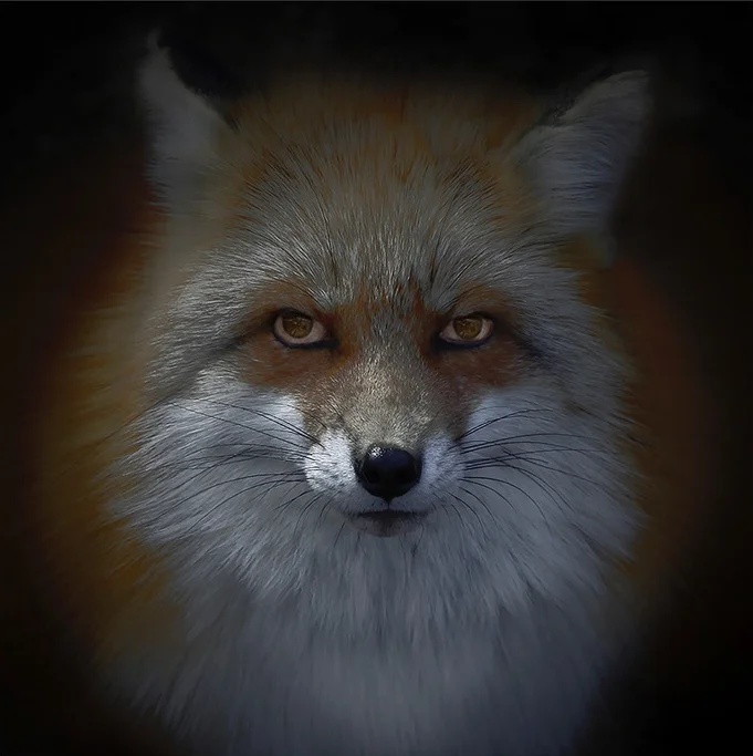 Luke Hardy kitsune V 60x60.jpeg