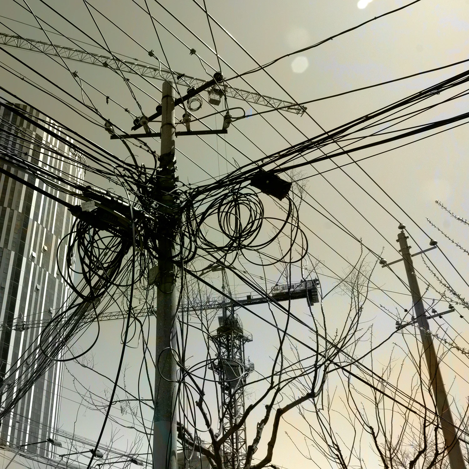 02_Beijing willows & wires.jpg