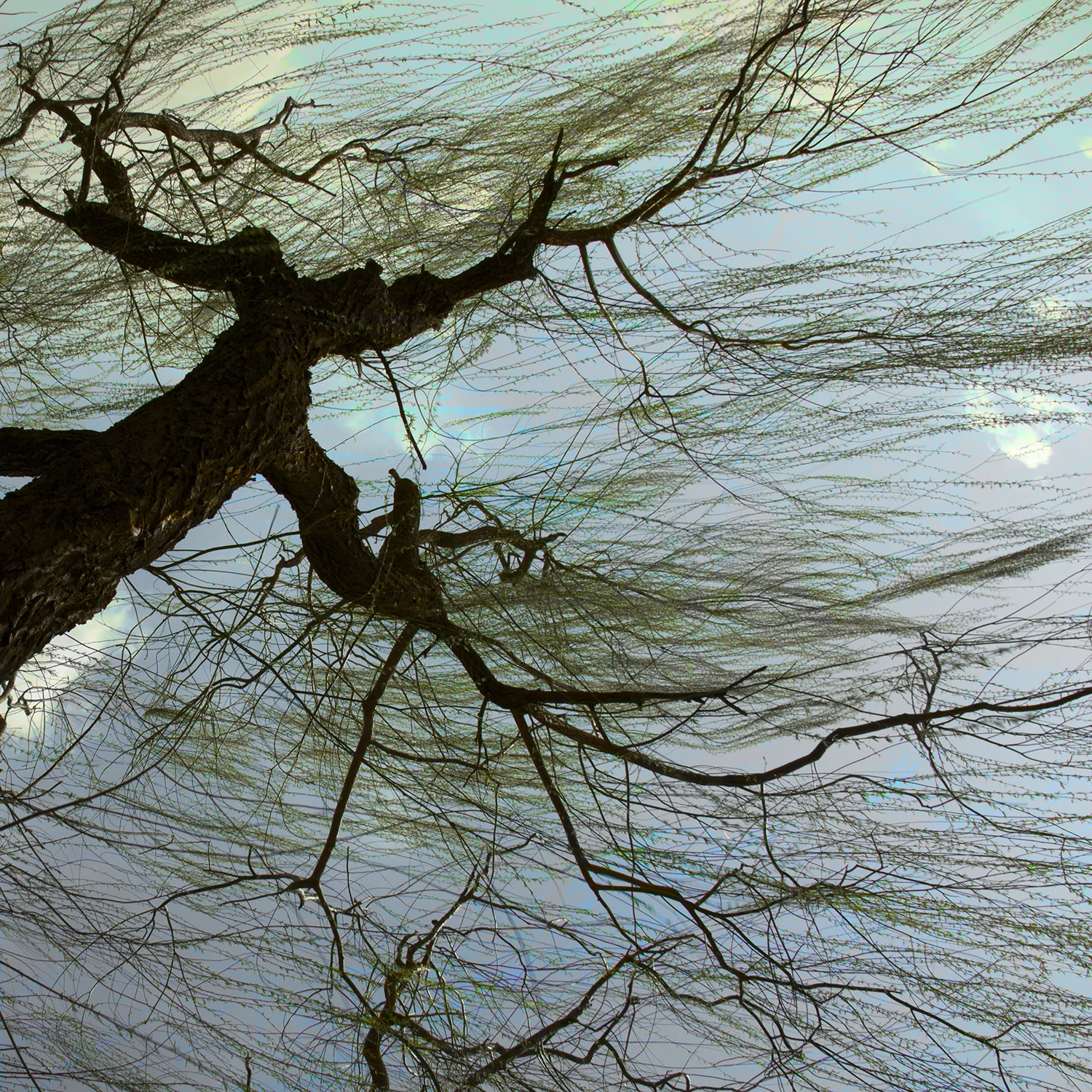 01_Beijing willows & wires.jpg