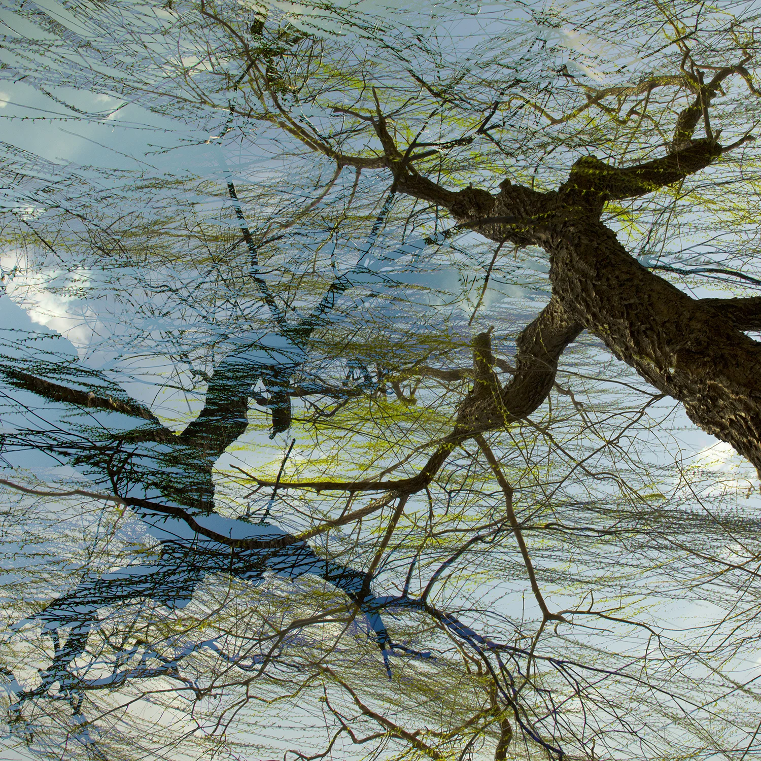 03_Beijing willows & wires.jpg