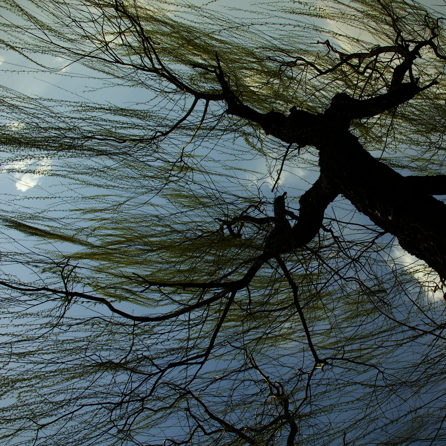 04_Beijing willows & wires.jpg