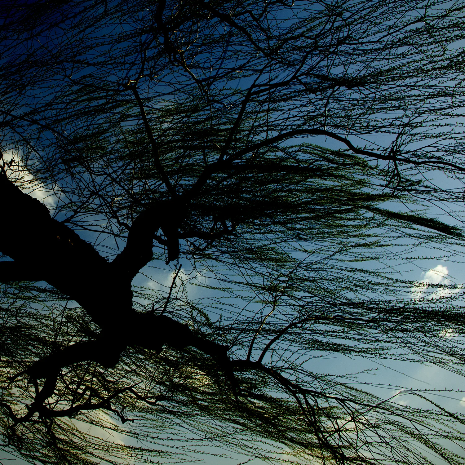 06_Beijing willows & wires.jpg