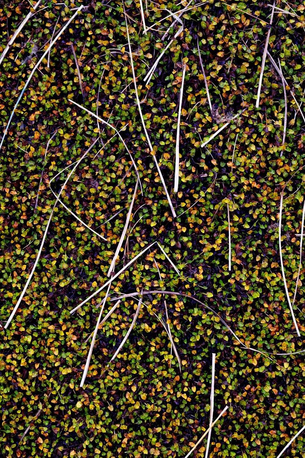 FRAGILITY Scattered