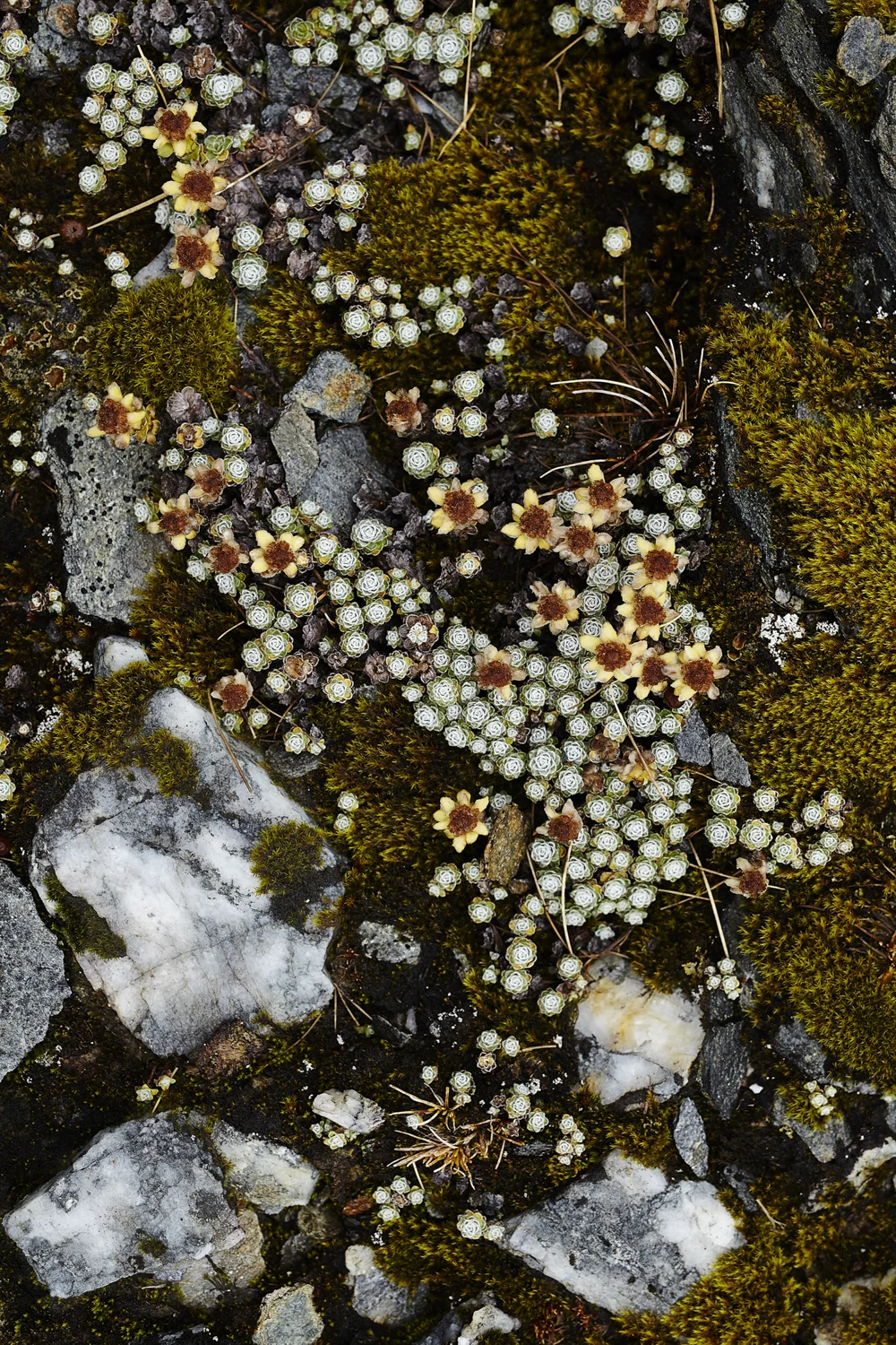 FRAGILITY Life on the Ground