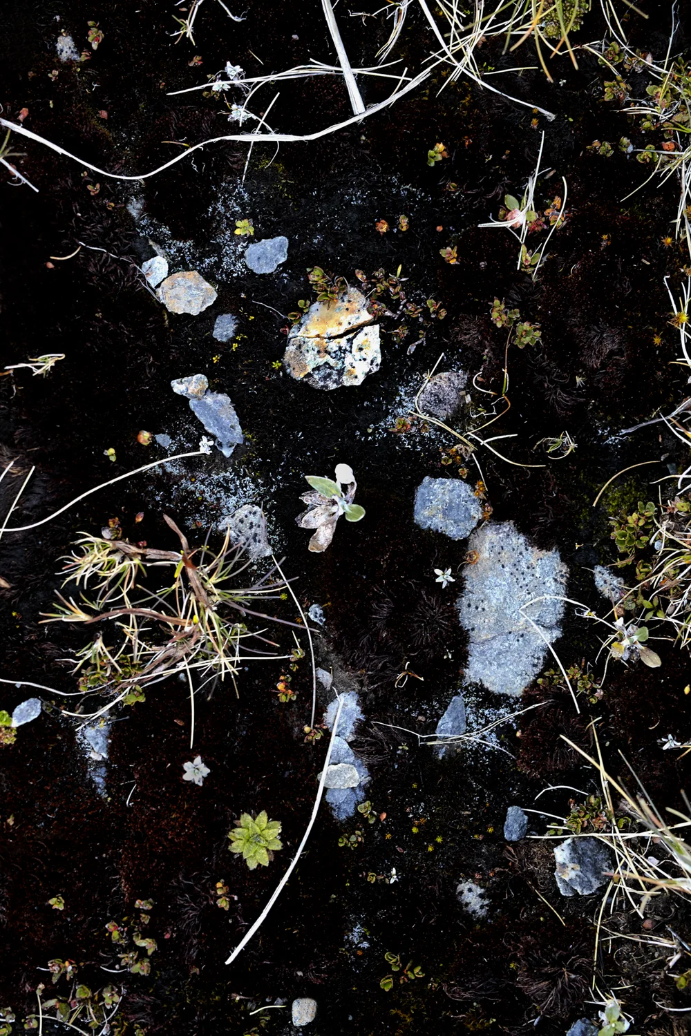 FRAGILITY New Creatures