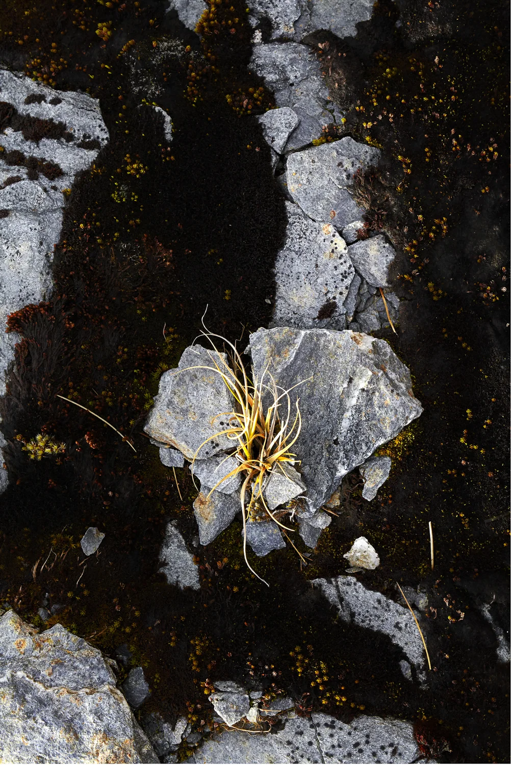 FRAGILITY Whirl