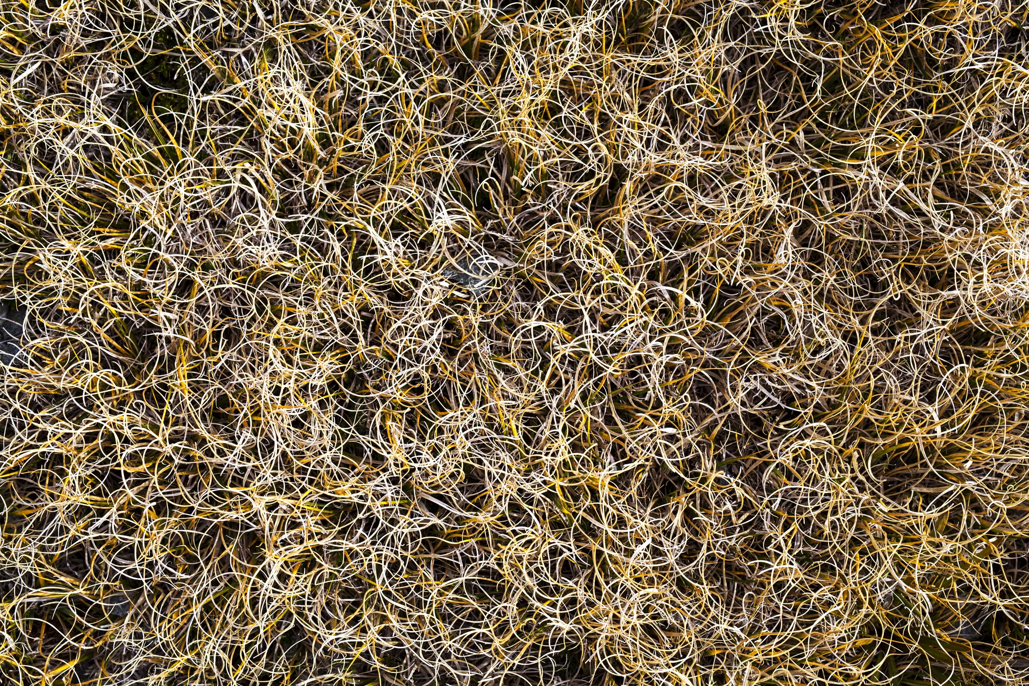 FRAGILITY Grass