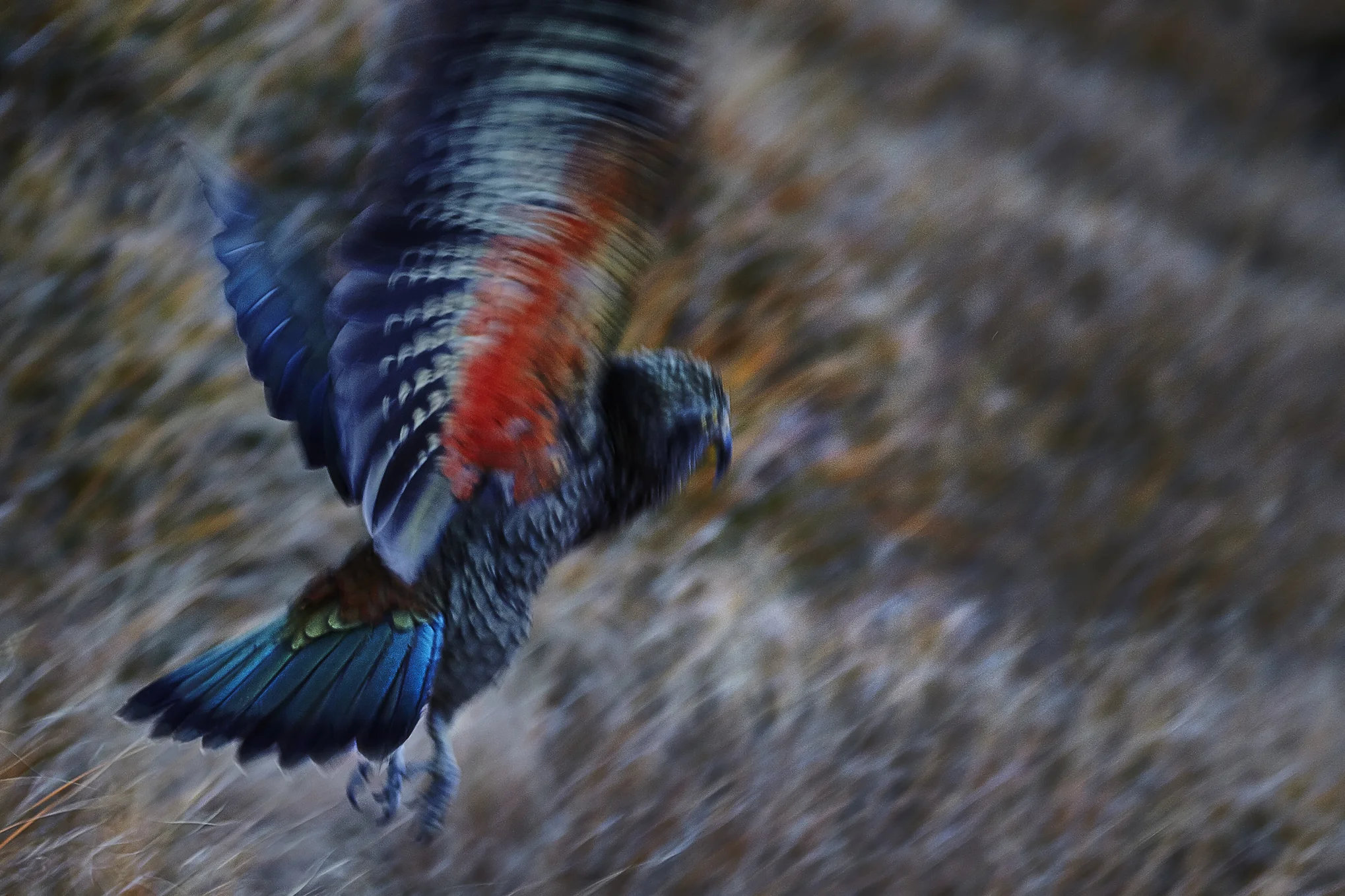 FRAGILITY Winged One
