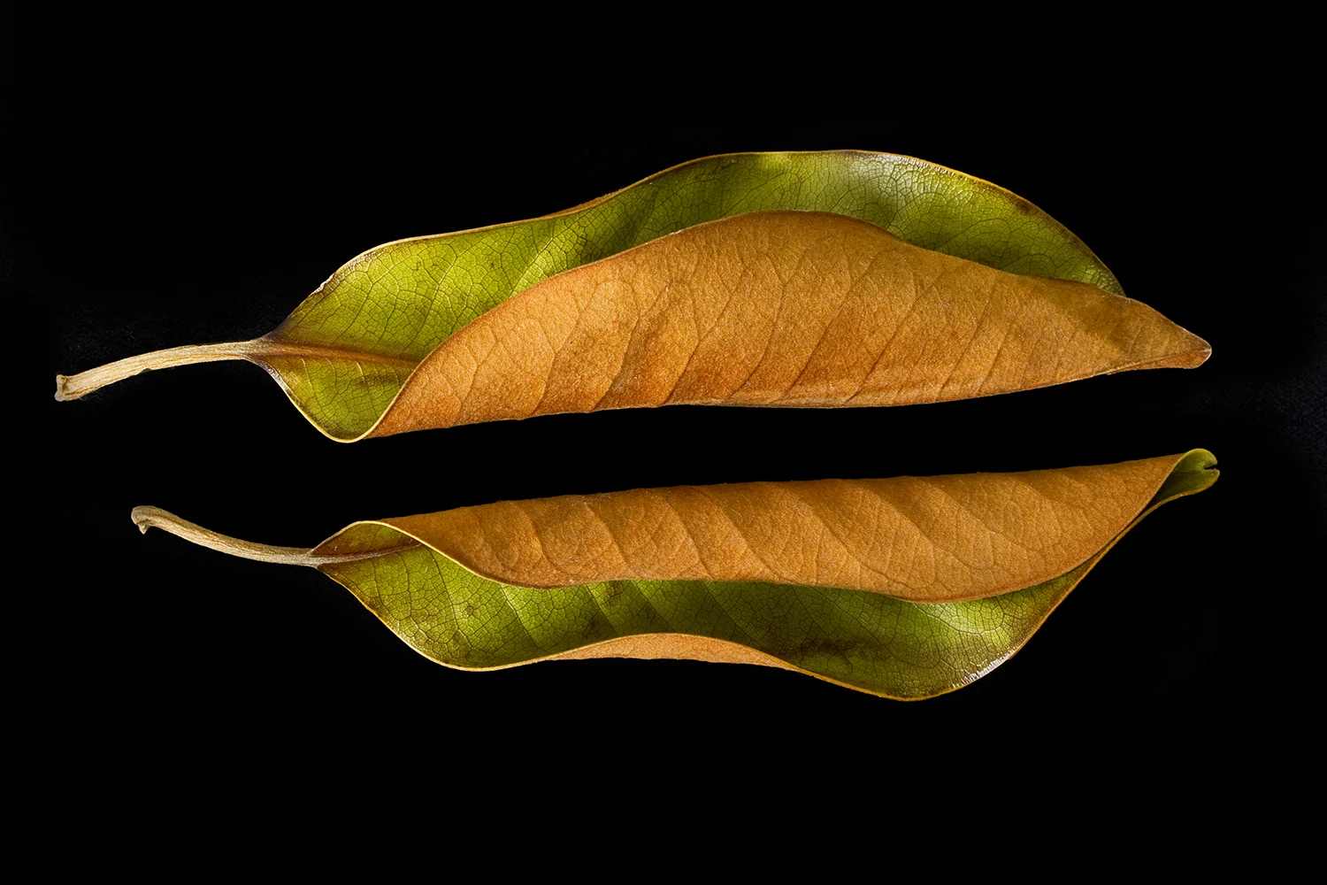 REGARDING BEAUTY Magnolia Leaves