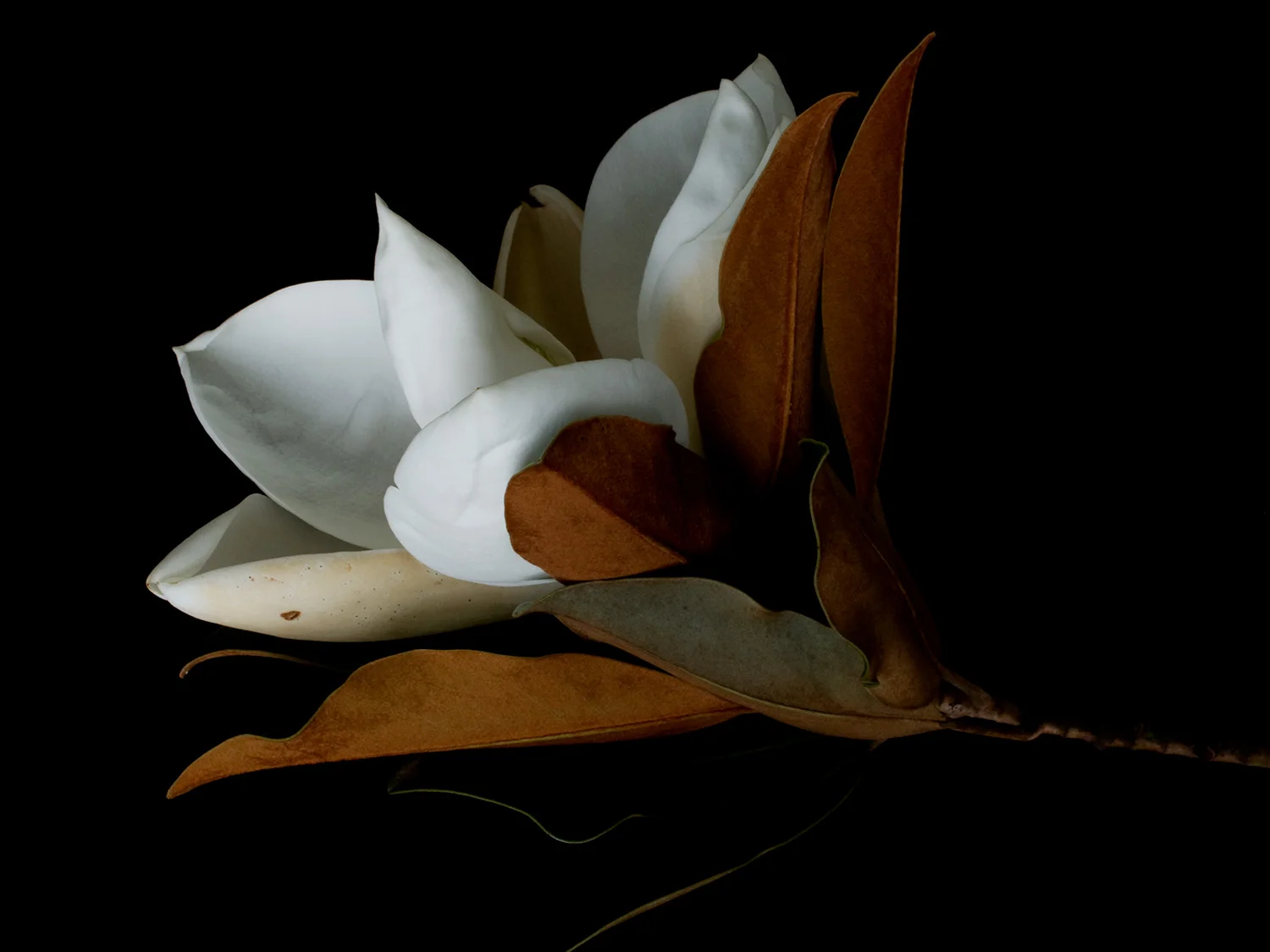 REGARDING BEAUTY Magnolia